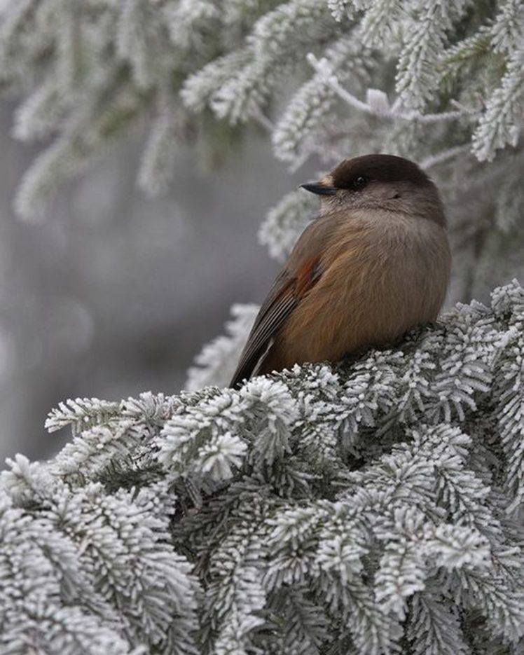 Winter Bird Wallpapers