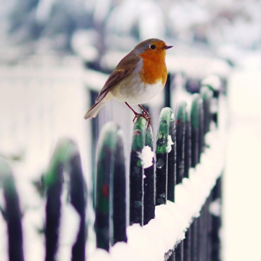 Winter Bird Wallpapers