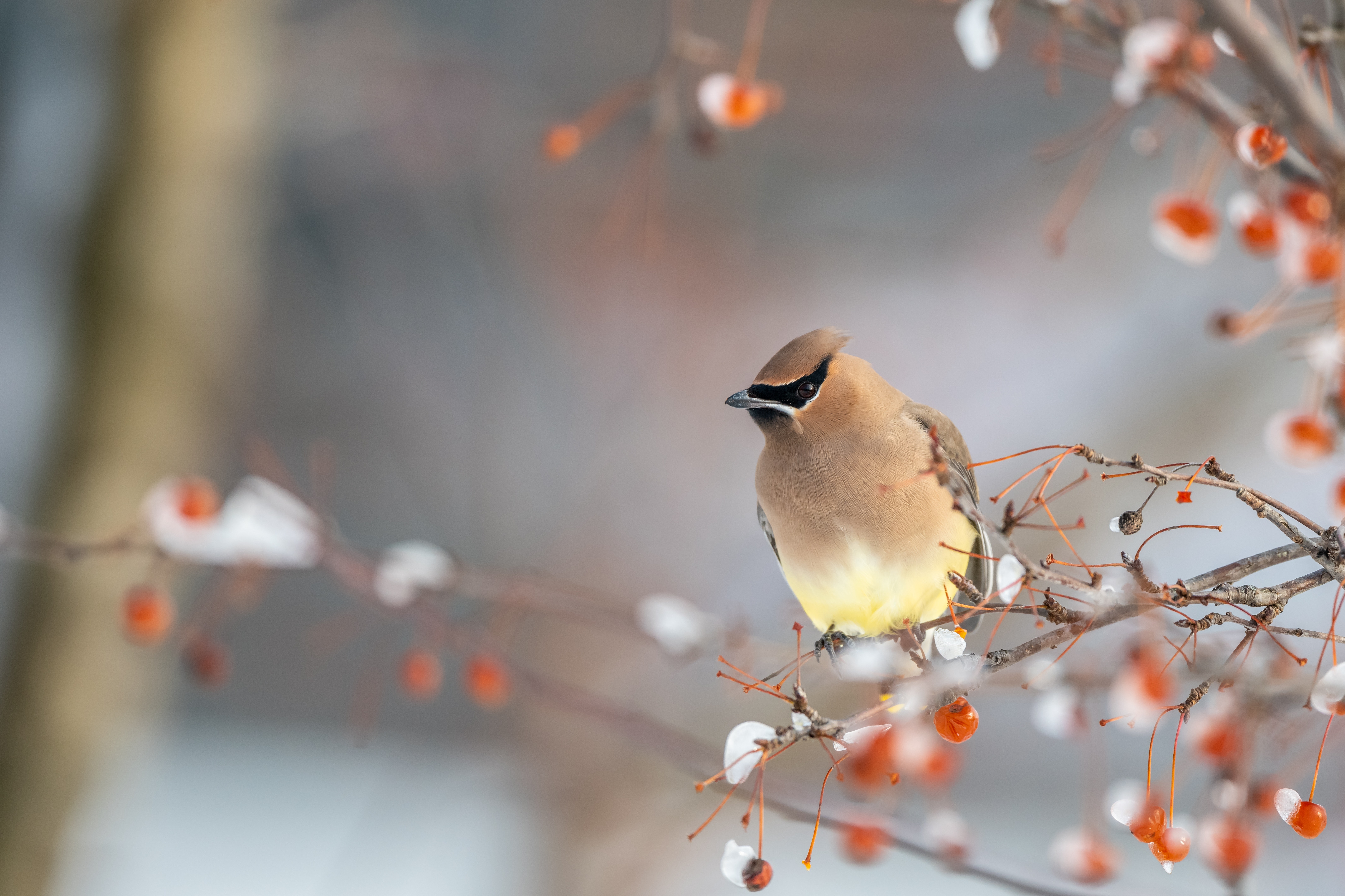 Winter Bird Wallpapers