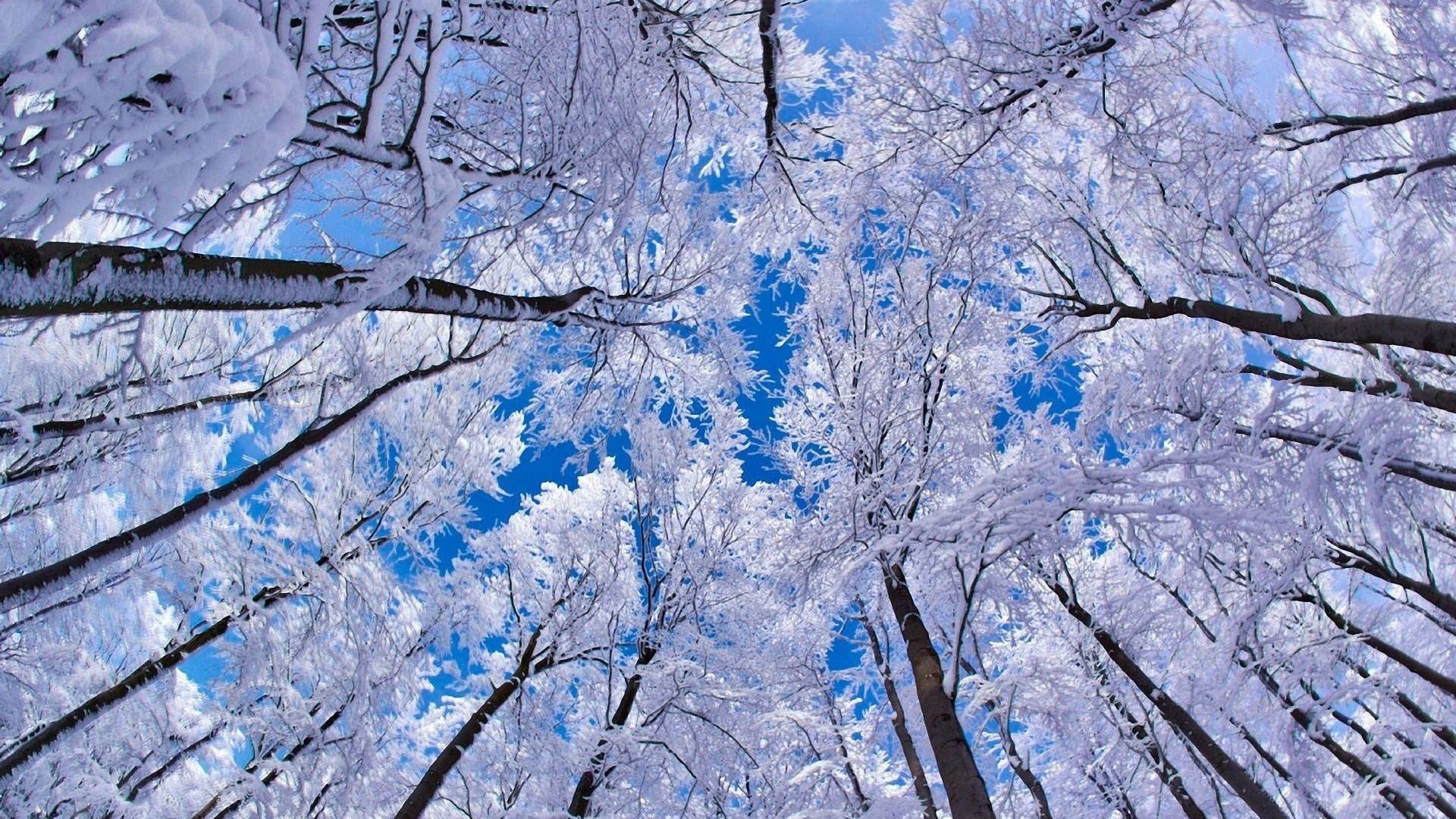 Winter Desktop Walpaper Wallpapers