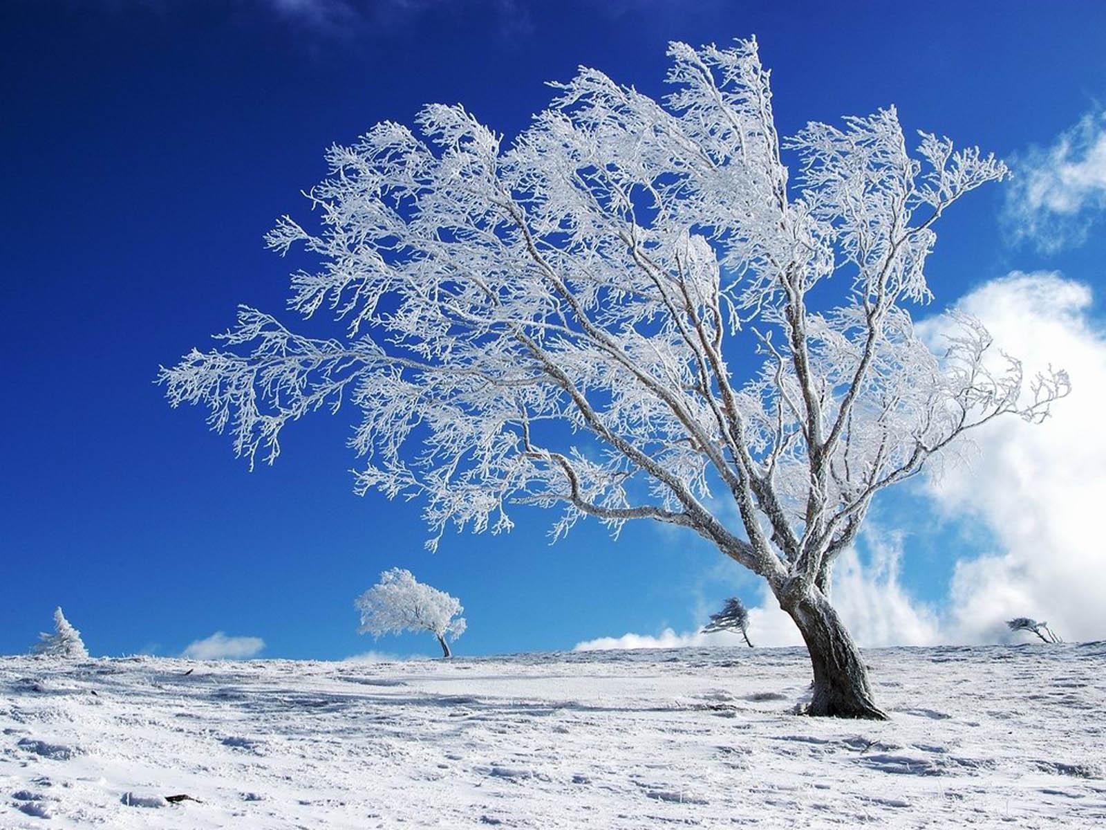 Winter Desktop Walpaper Wallpapers