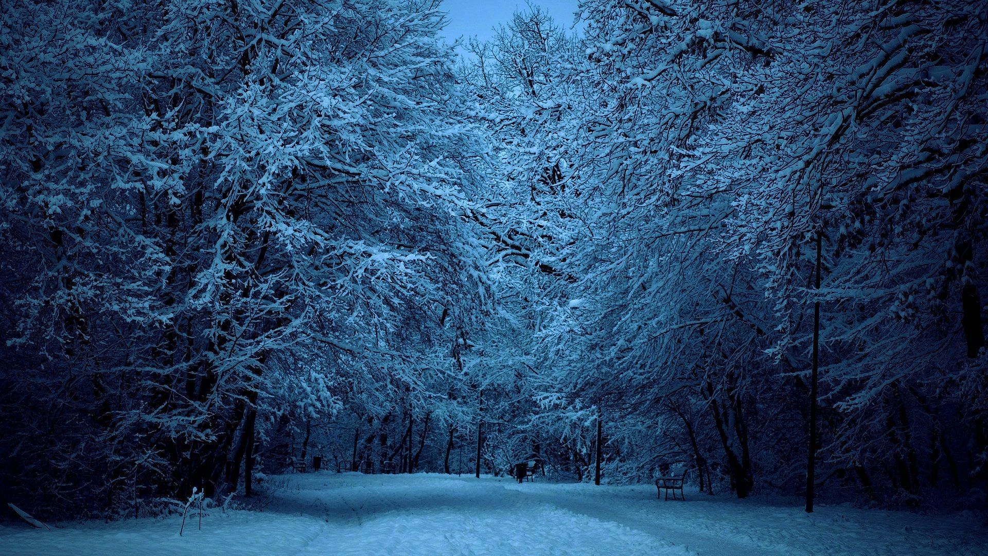 Winter Forest Night Wallpapers