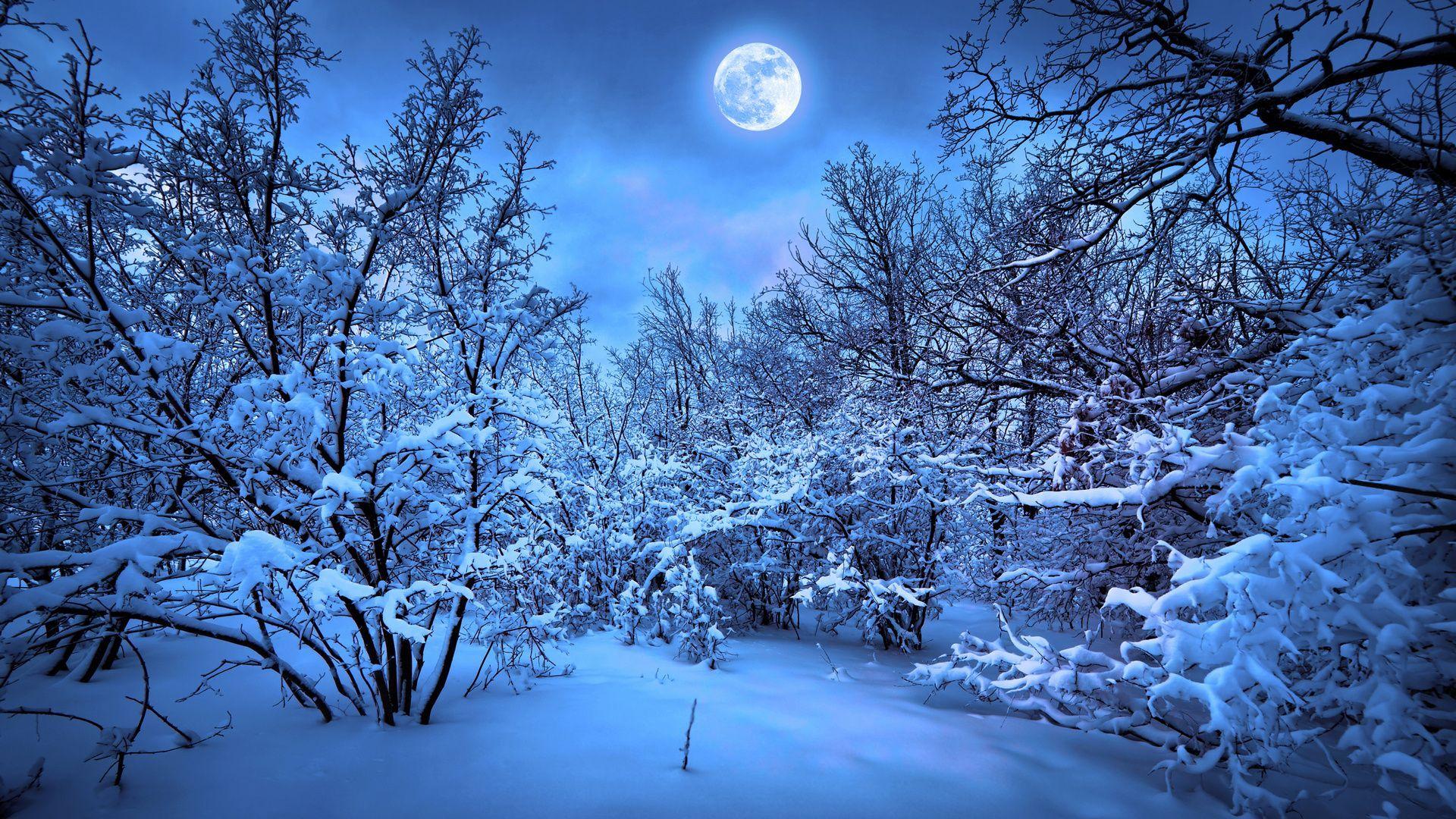 Winter Forest Night Wallpapers