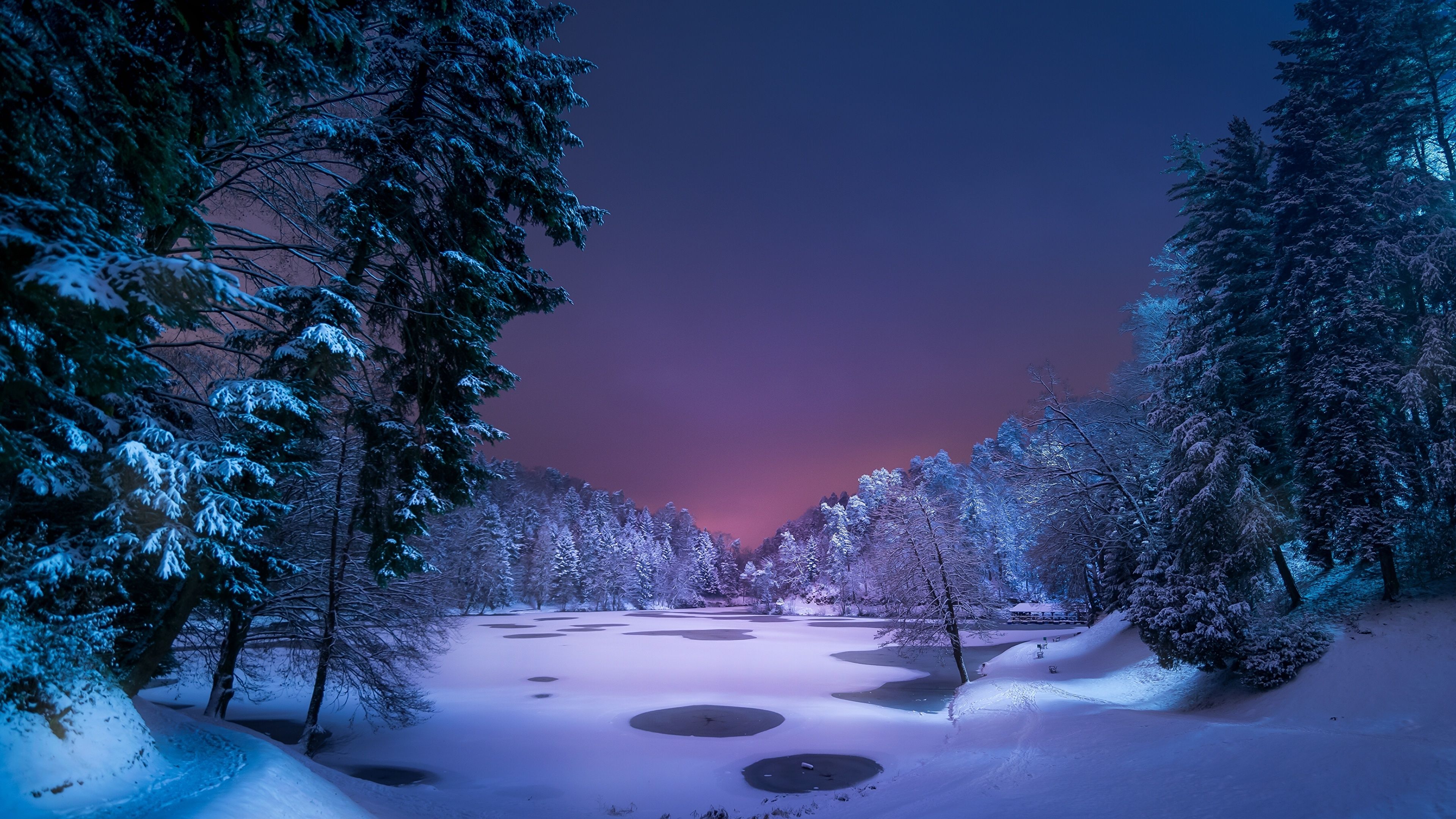 Winter Forest Night Wallpapers