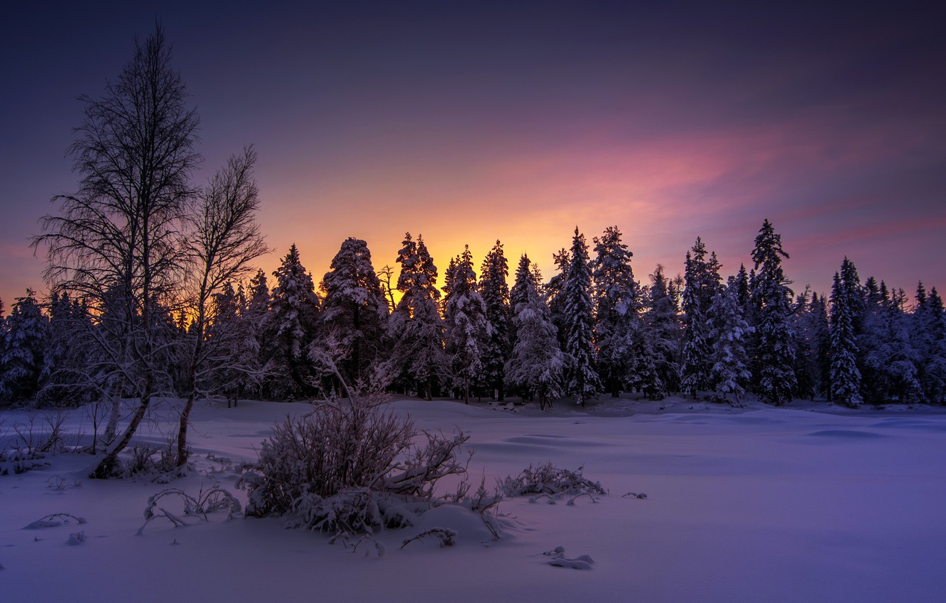 Winter Forest Night Wallpapers