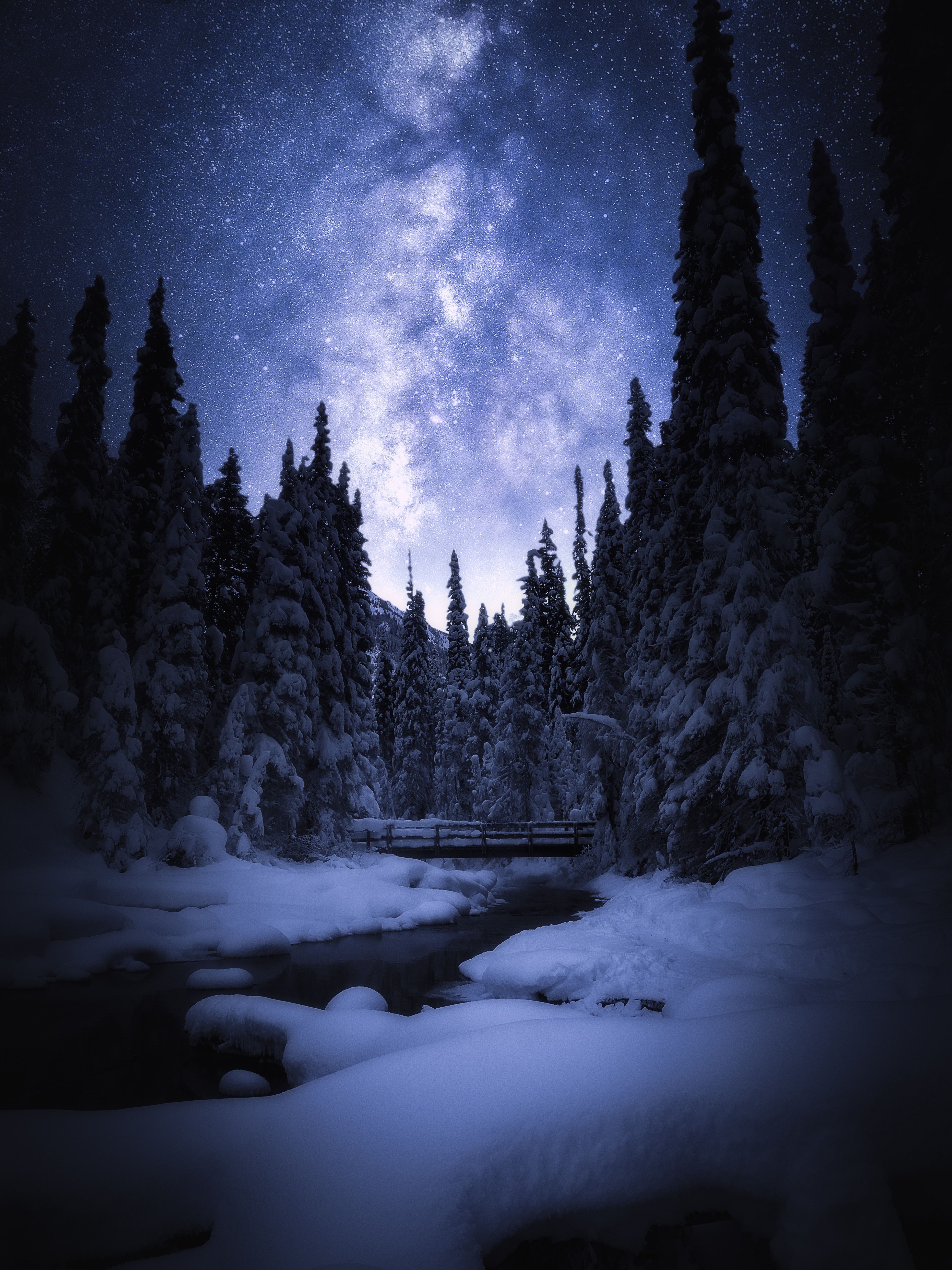 Winter Forest Night Wallpapers