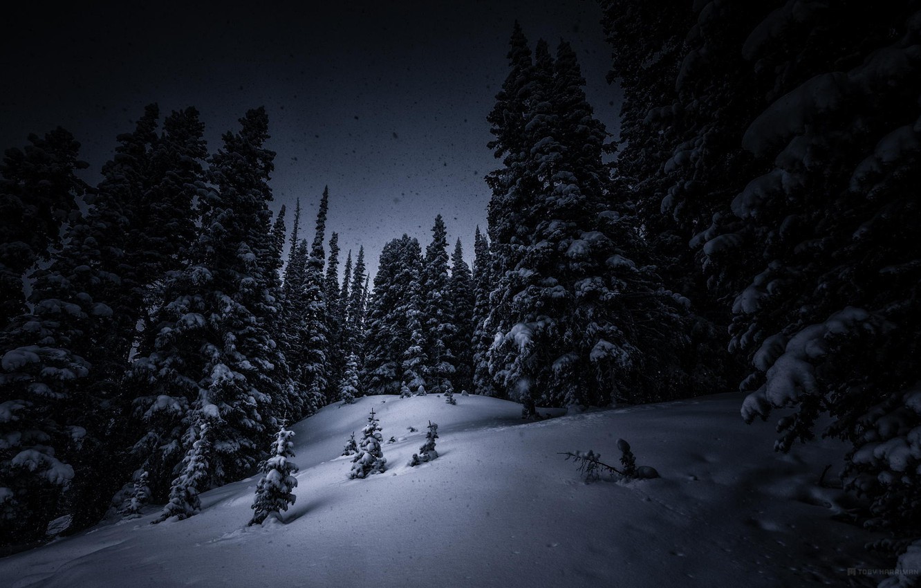 Winter Forest Night Wallpapers