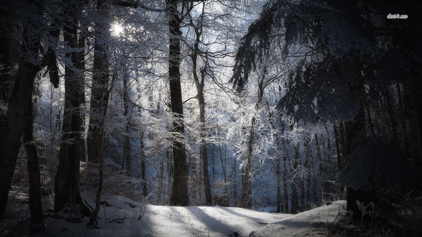 Winter Forest Night Wallpapers