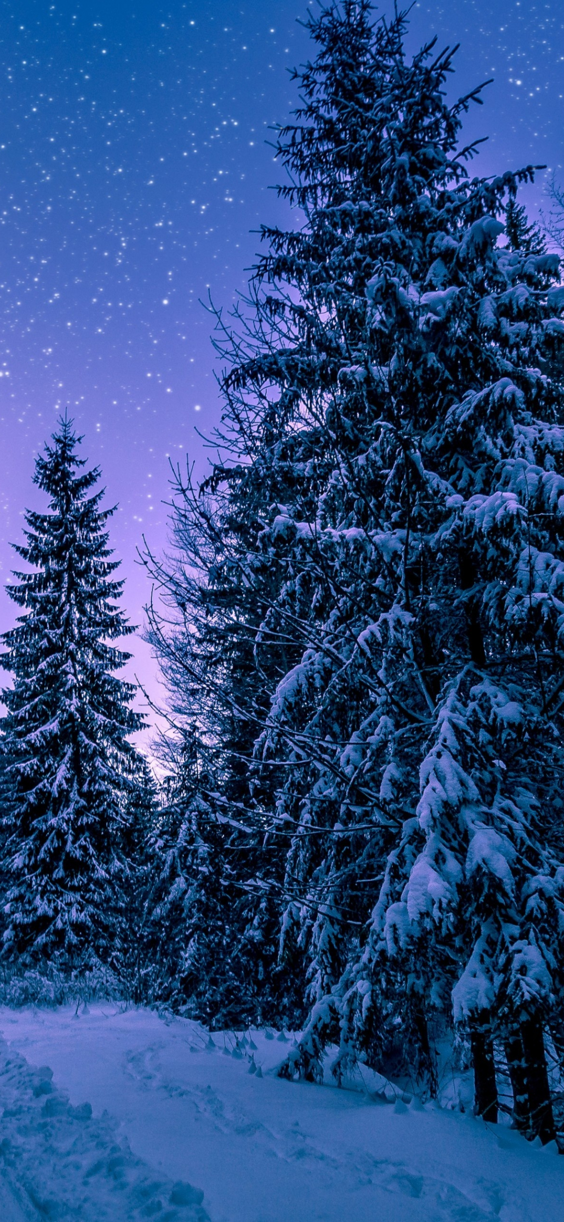 Winter Forest Night Wallpapers