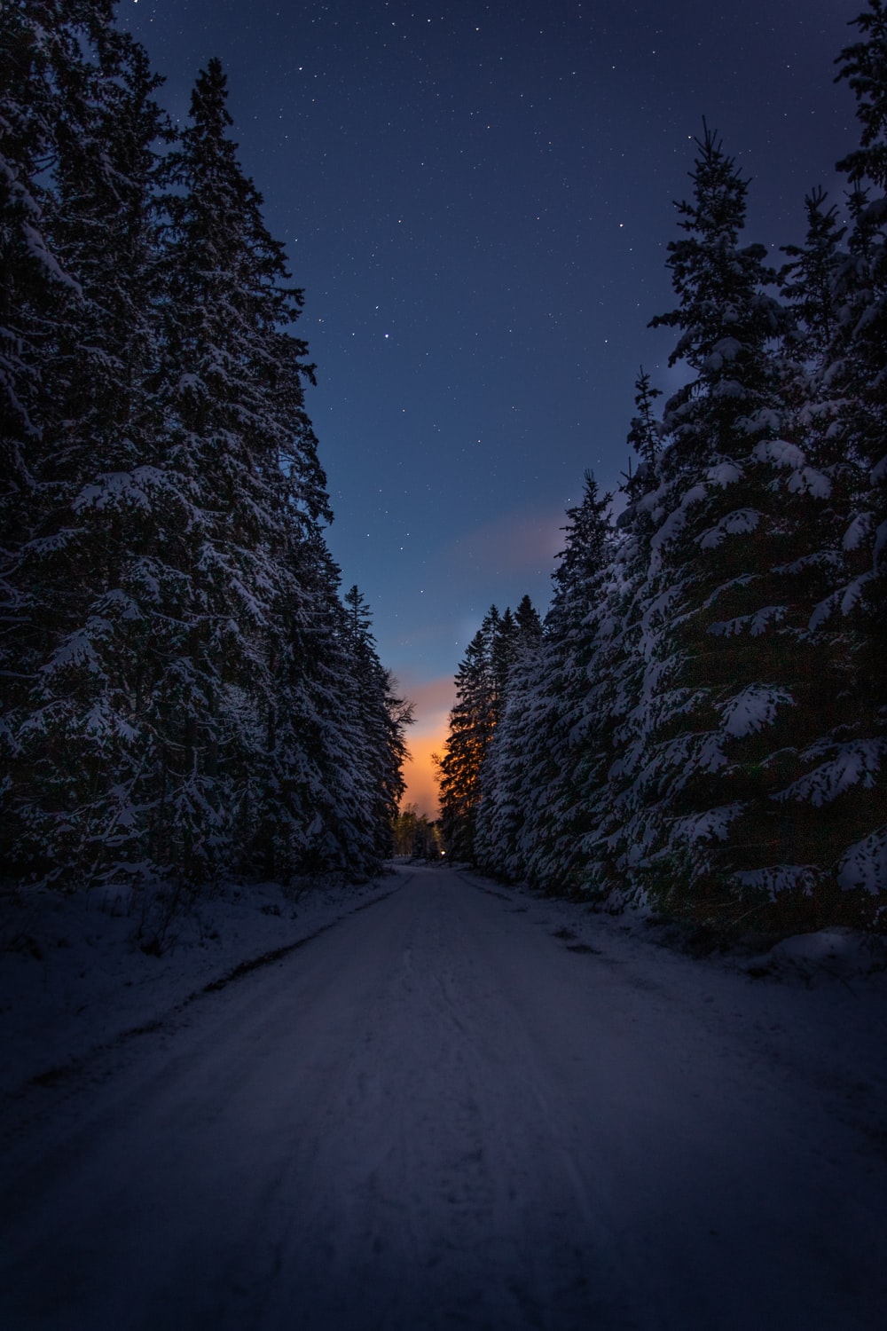 Winter Forest Night Wallpapers