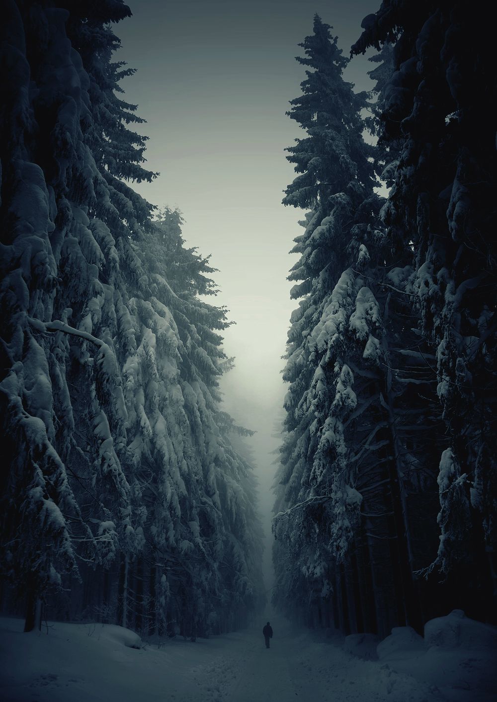 Winter Forest Iphone Wallpapers