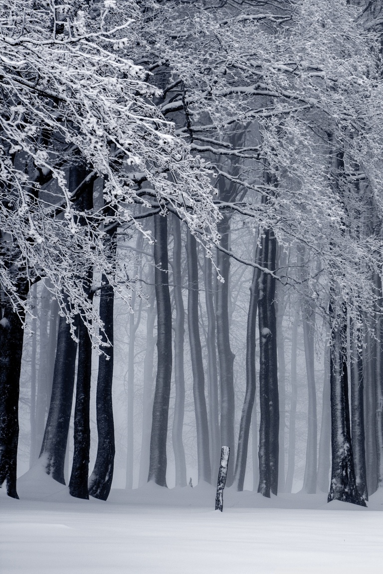 Winter Forest Iphone Wallpapers