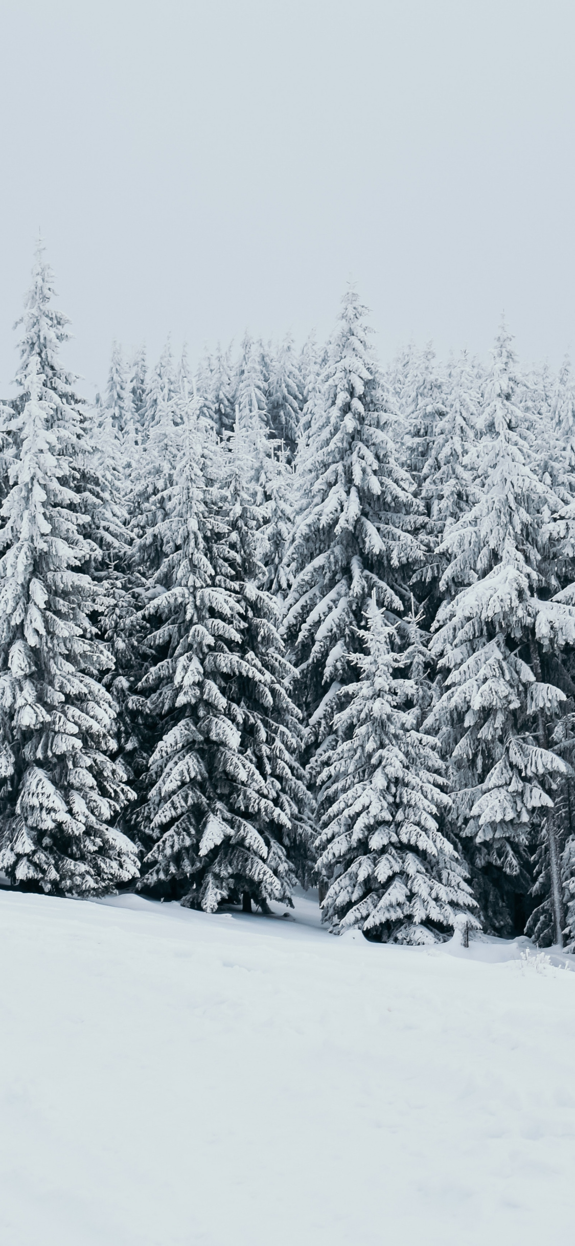 Winter Forest Iphone Wallpapers