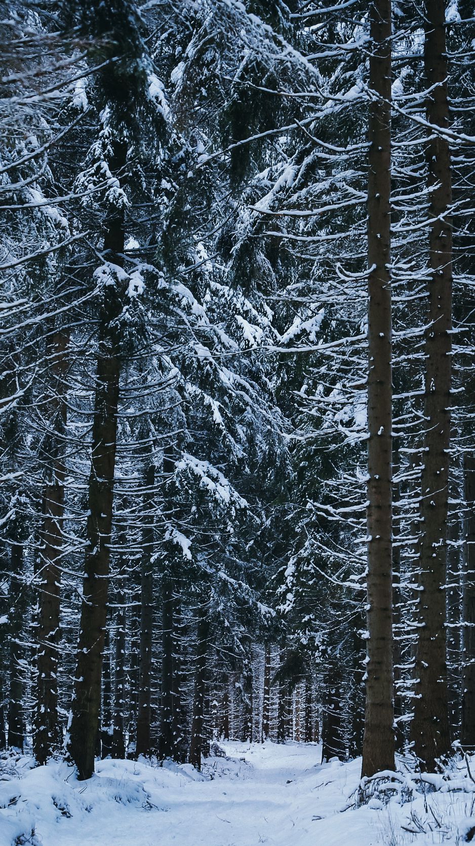 Winter Forest Iphone Wallpapers