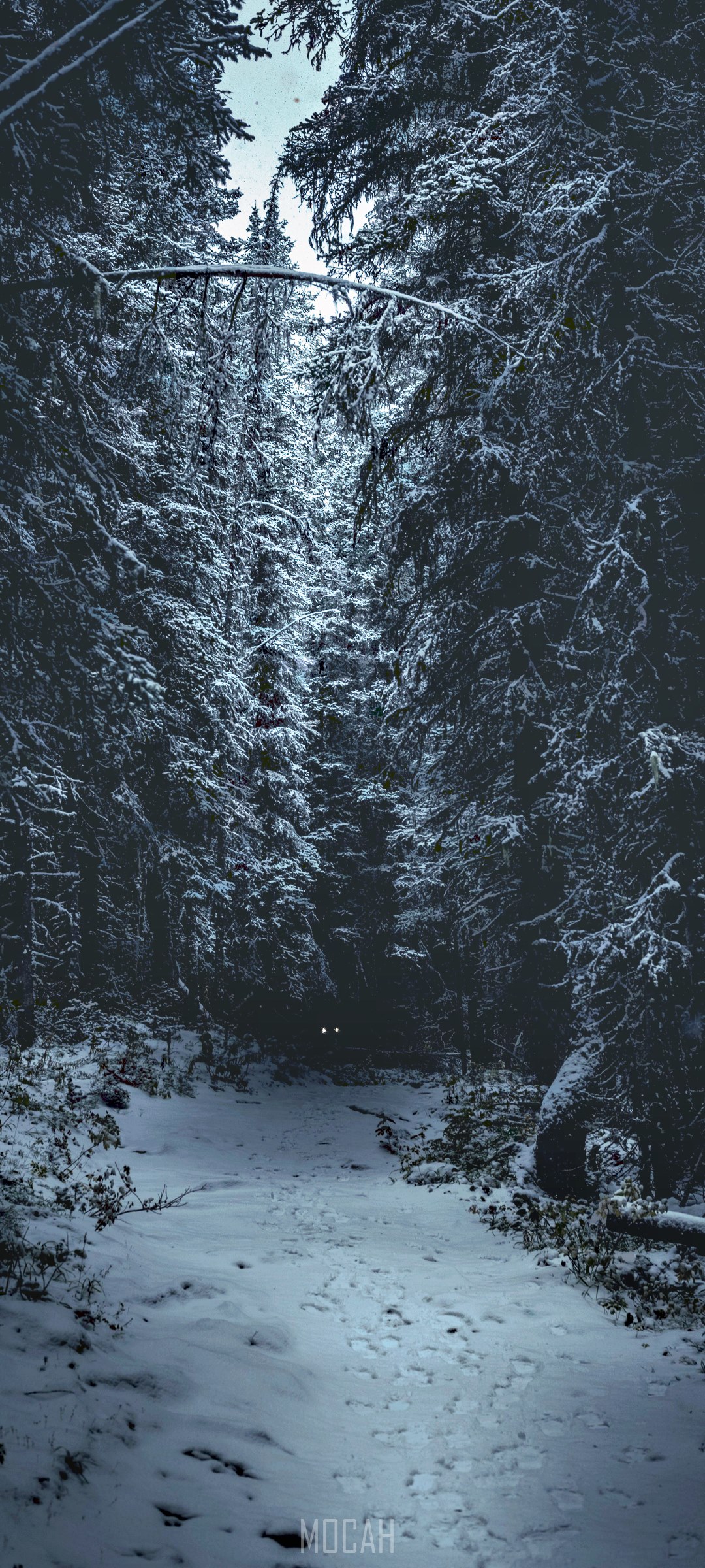 Winter Forest Iphone Wallpapers