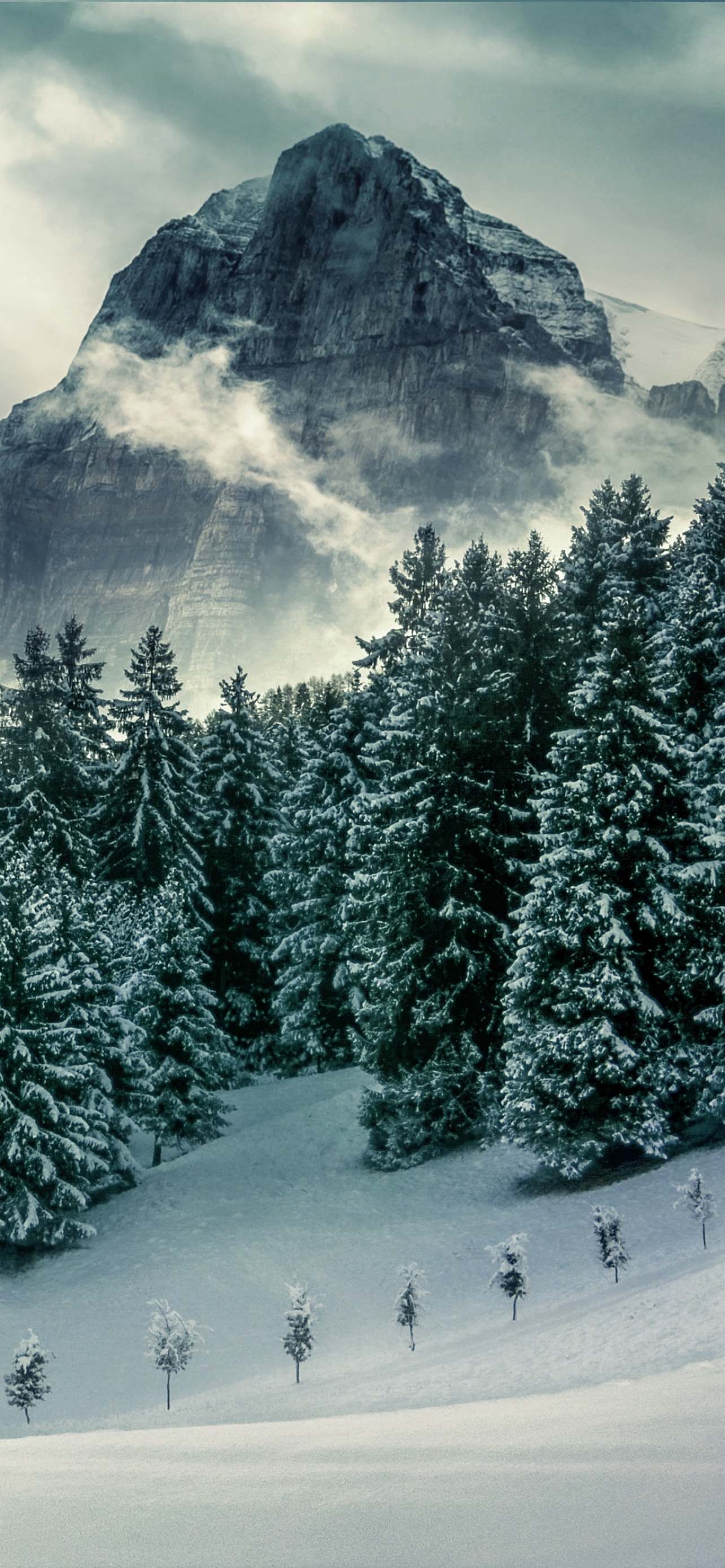 Winter Forest Iphone Wallpapers