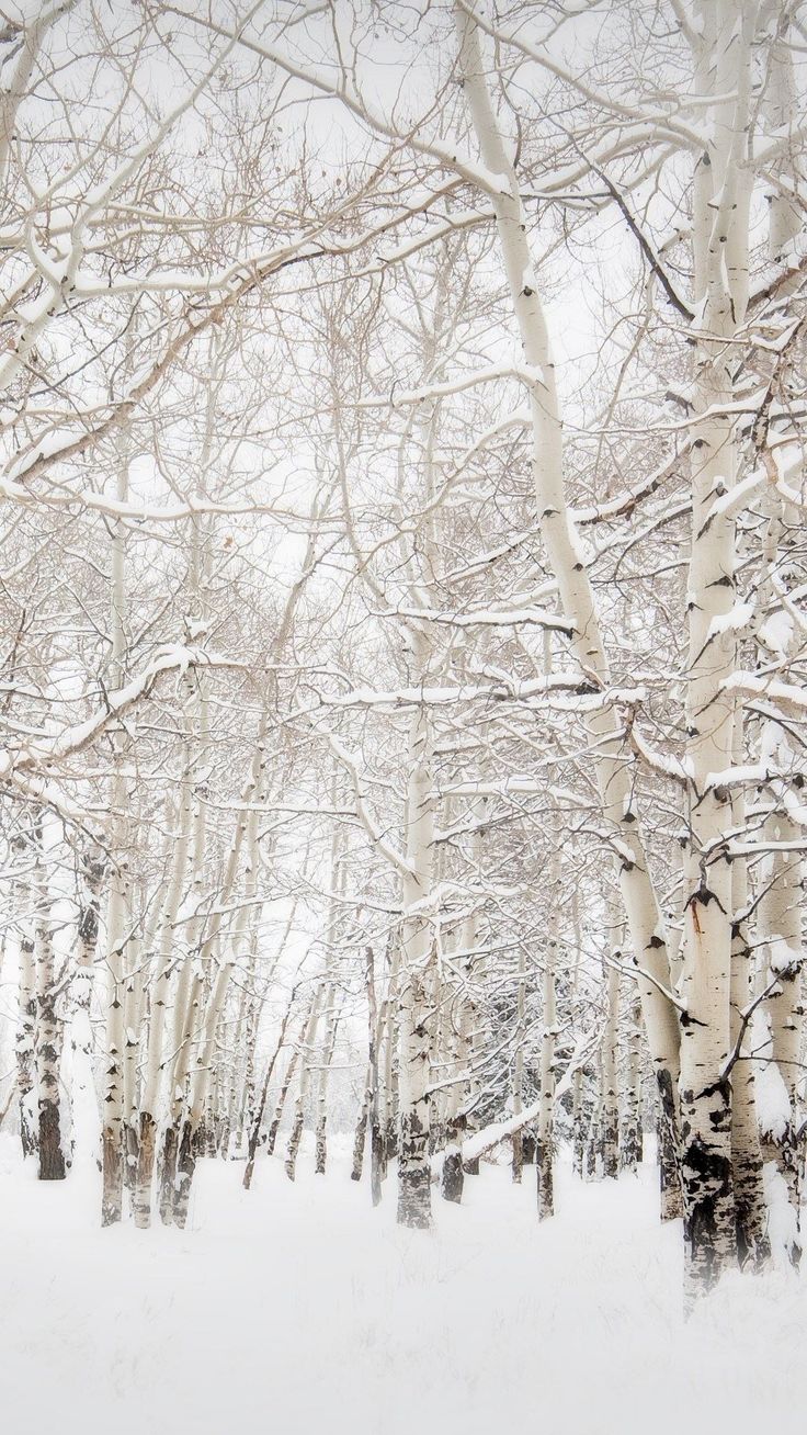 Winter Forest Iphone Wallpapers