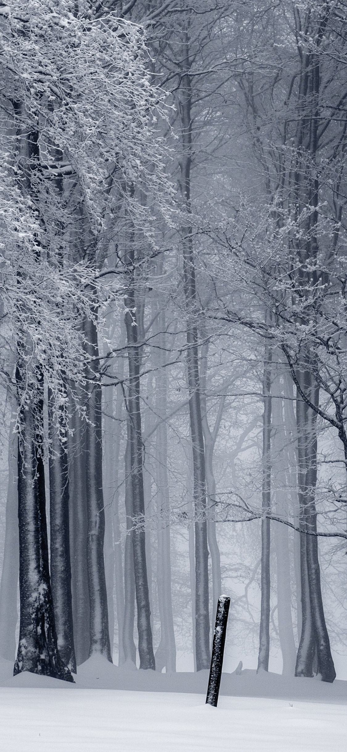 Winter Forest Iphone Wallpapers