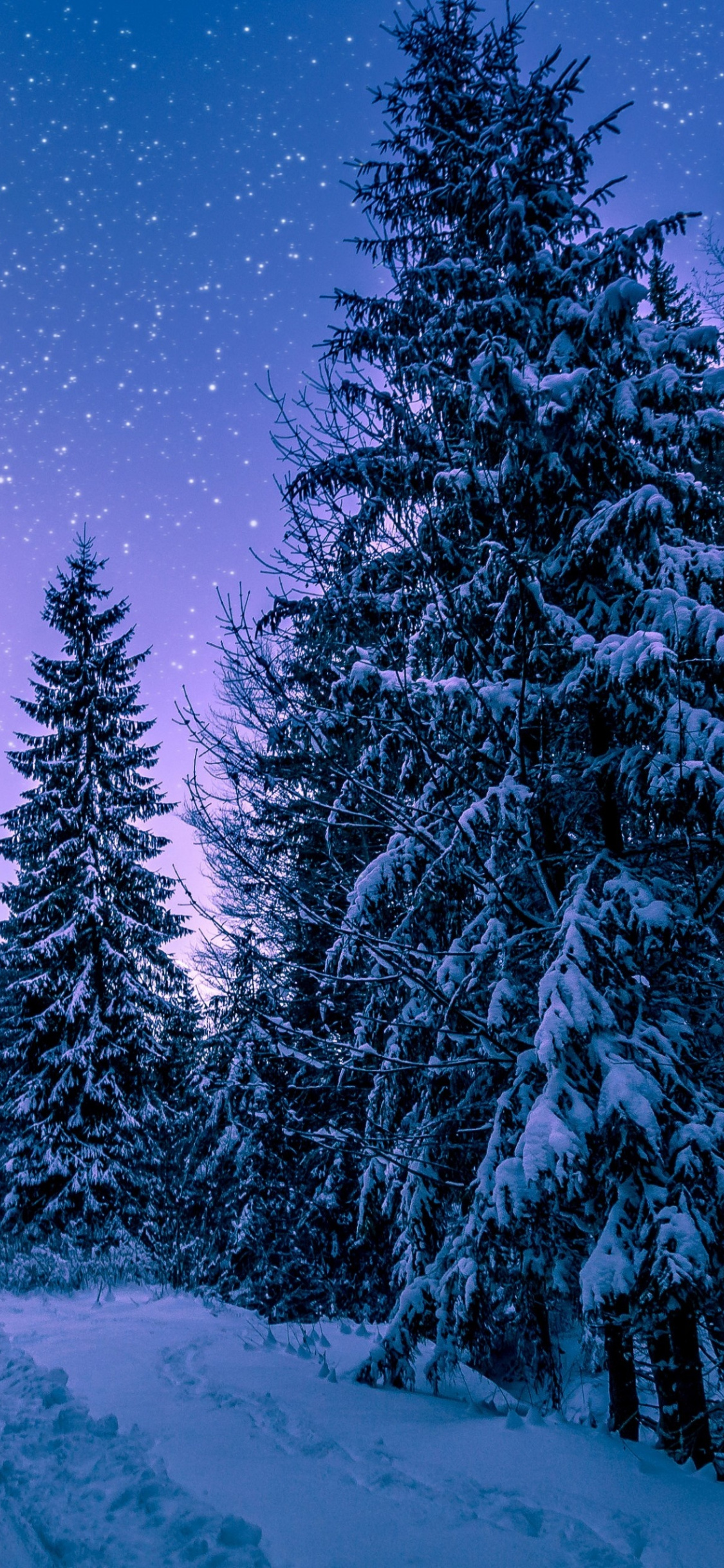 Winter Forest Iphone Wallpapers