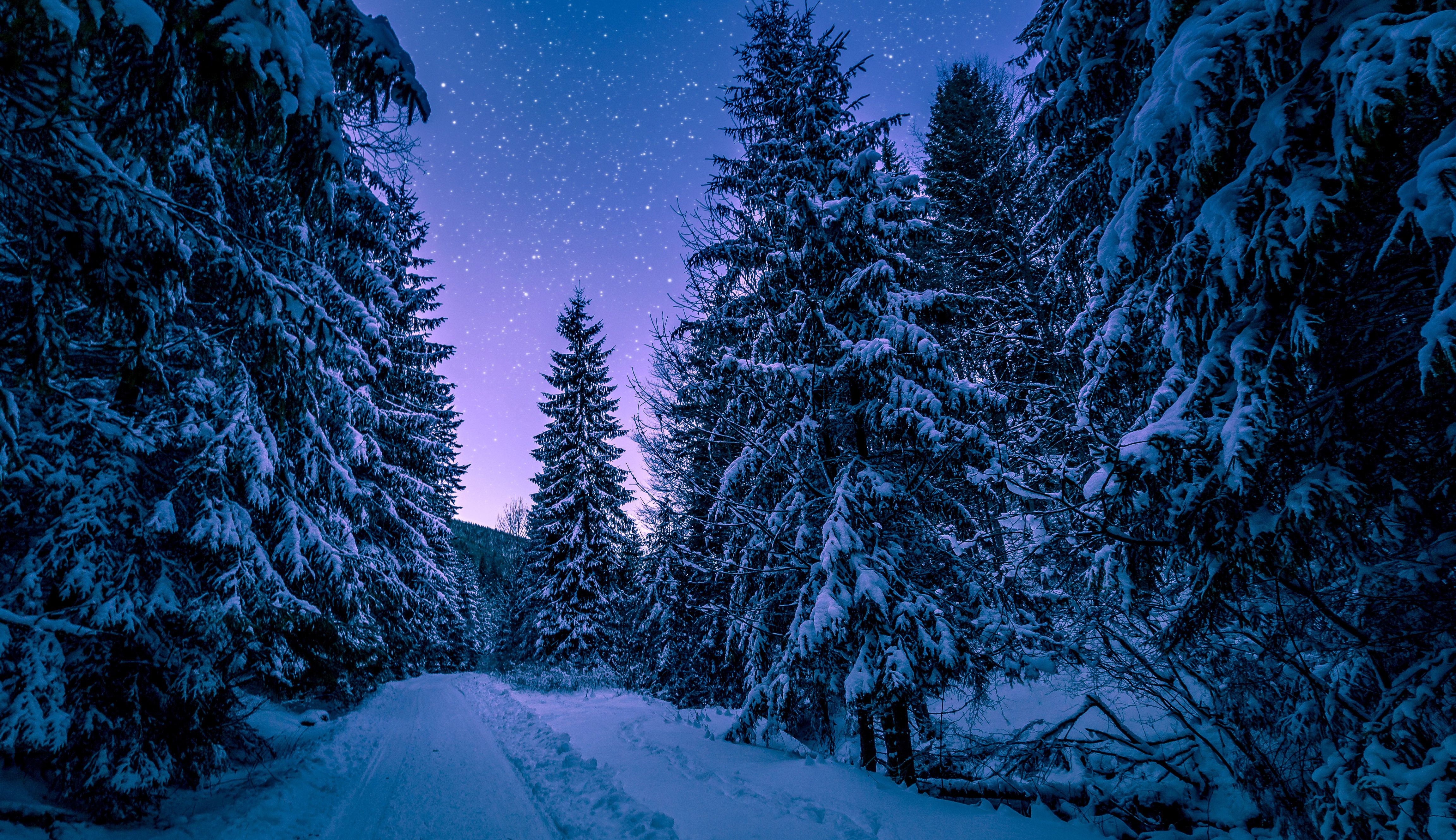 Winter Forest Wallpapers