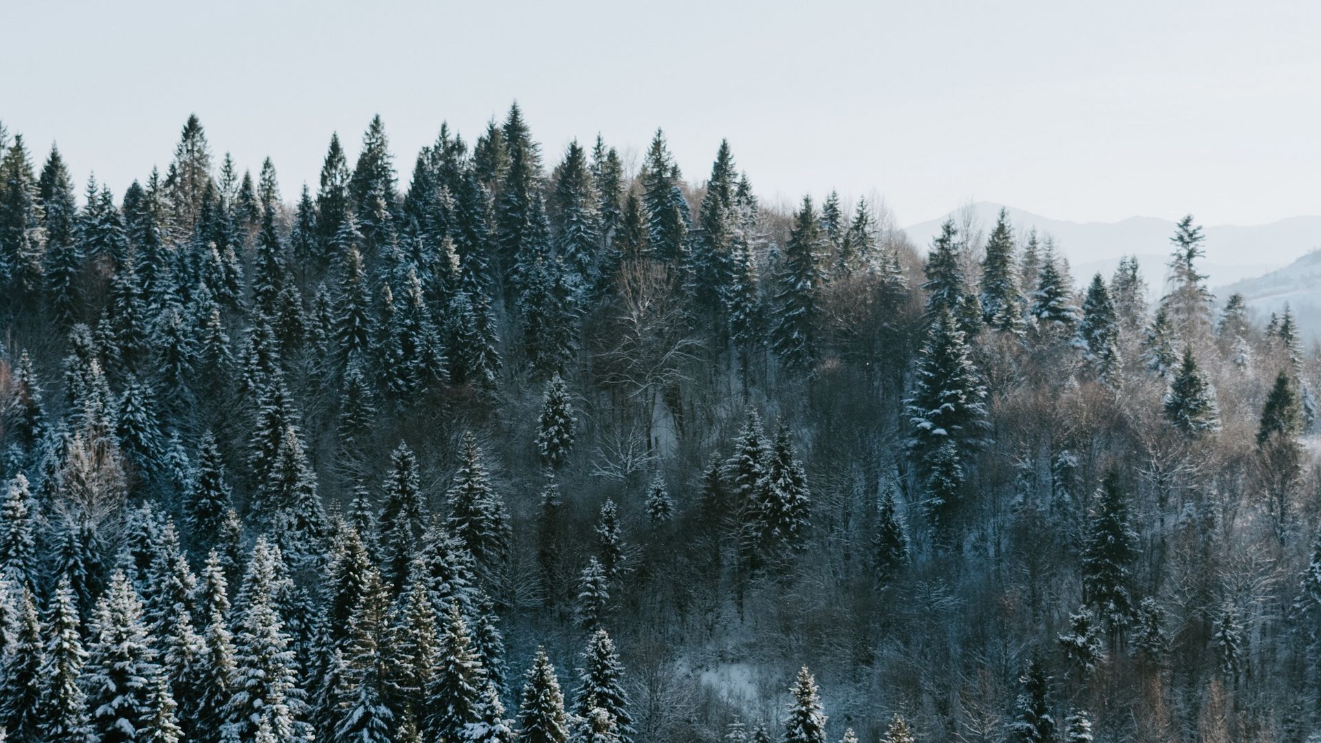 Winter Forest Wallpapers