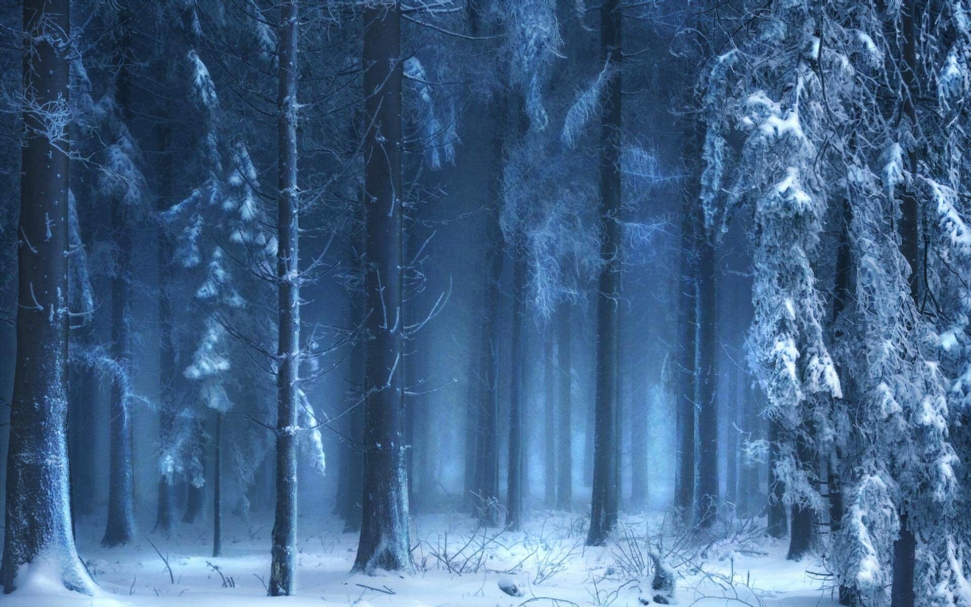 Winter Forest Wallpapers