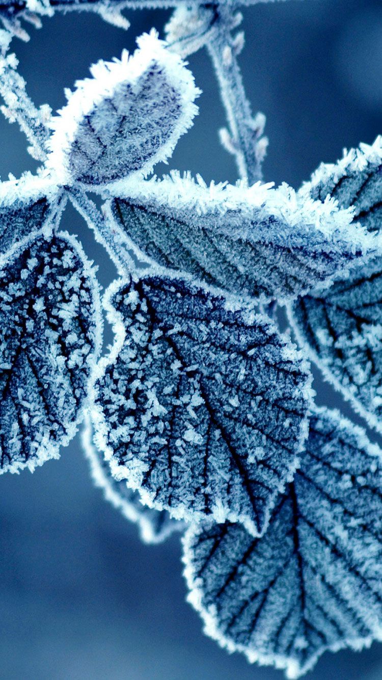 Winter Iphone 6 Wallpapers