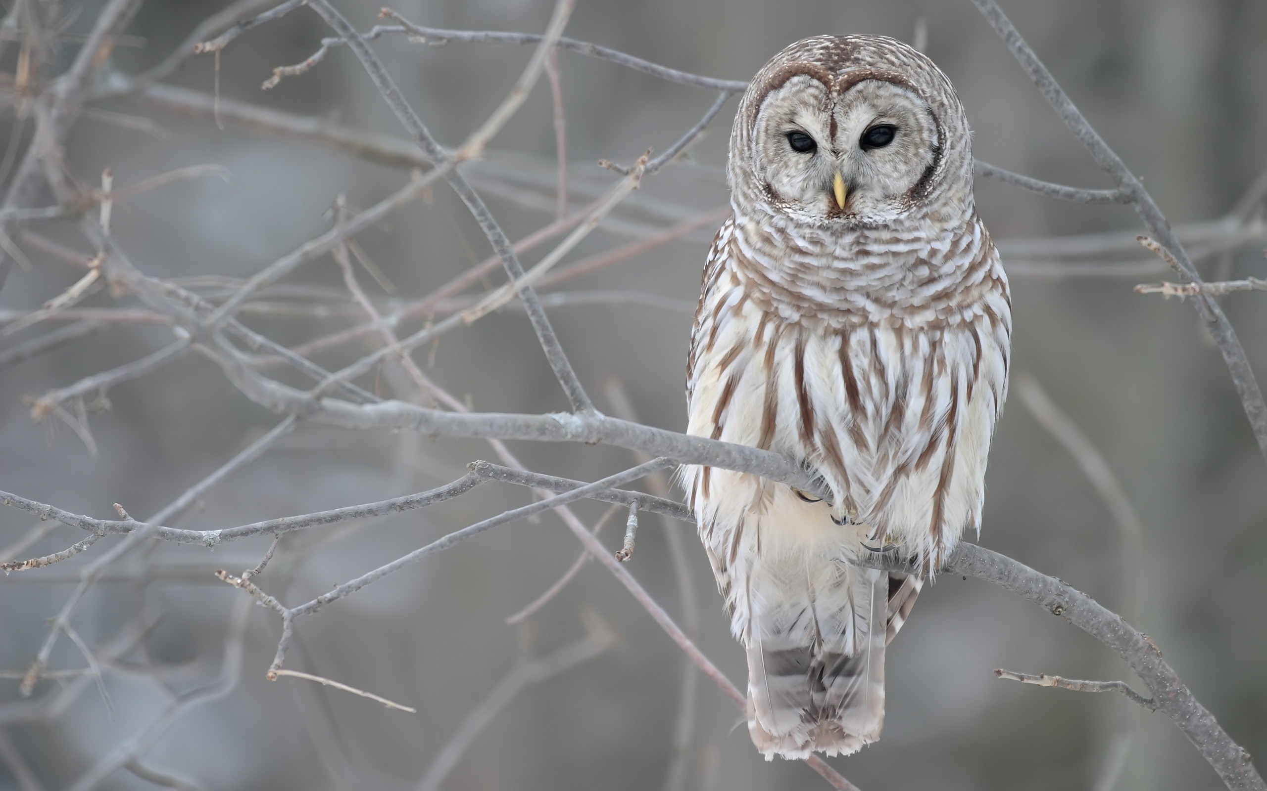 Winter Owl Wallpapers