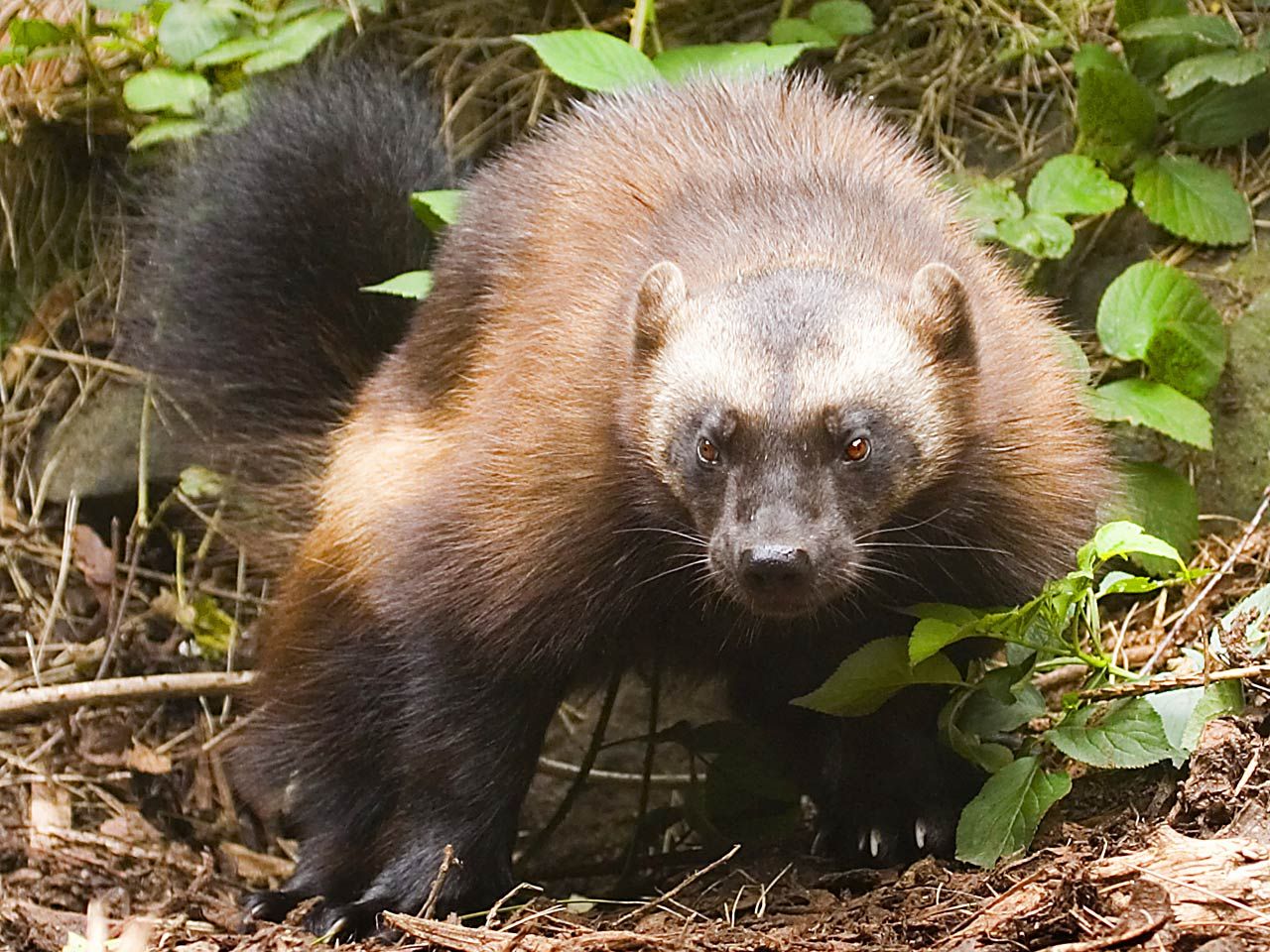 Wolverine Animal Wallpapers