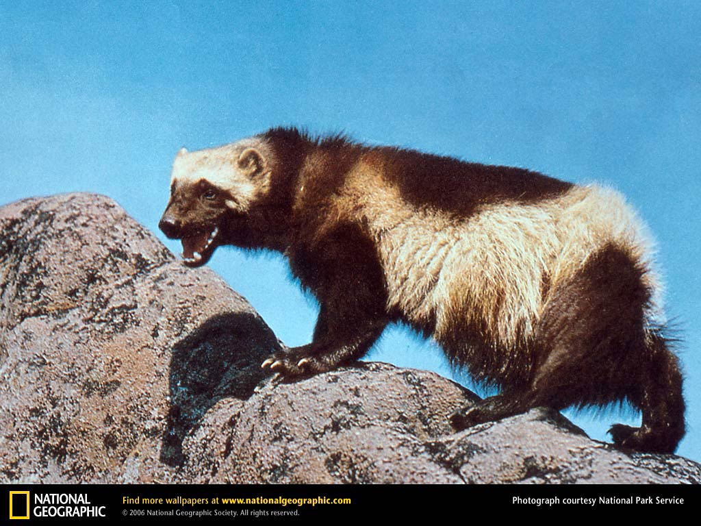 Wolverine Animal Wallpapers