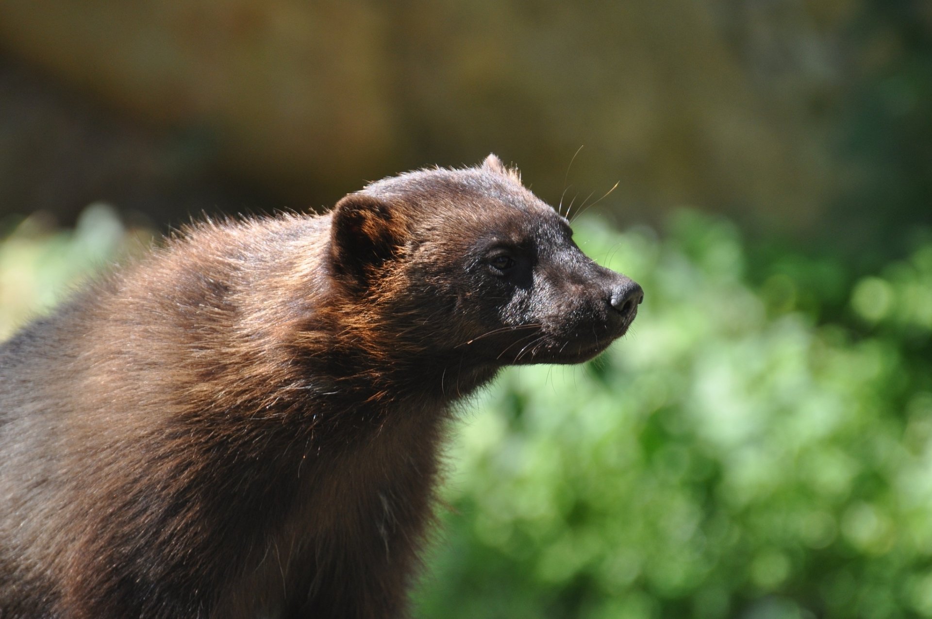 Wolverine Animal Wallpapers