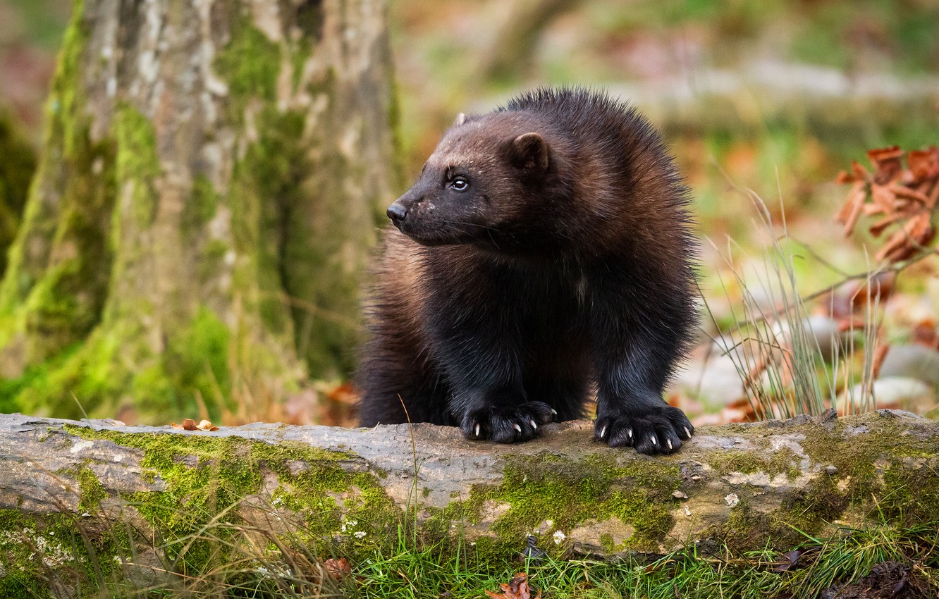 Wolverine Animal Wallpapers