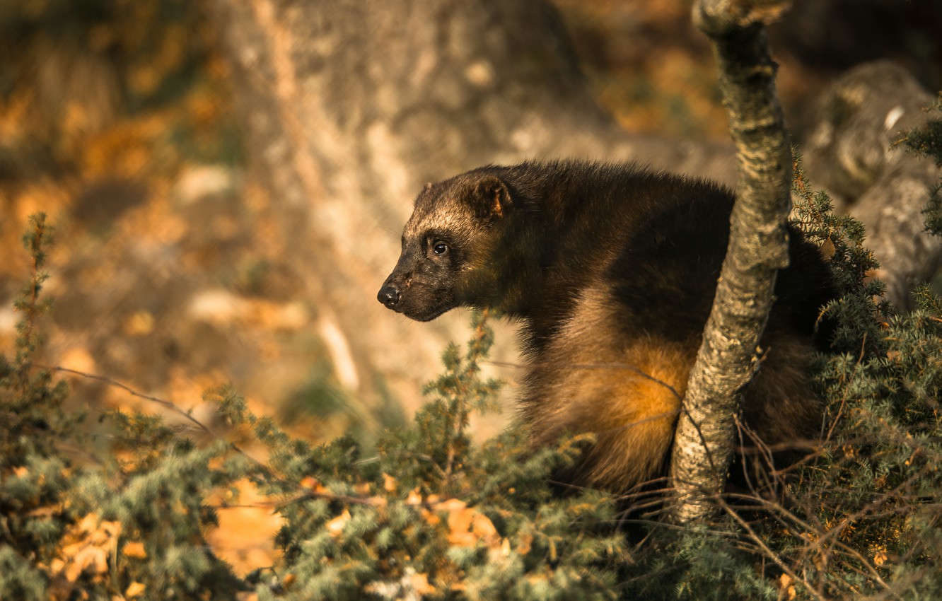 Wolverine Animal Wallpapers