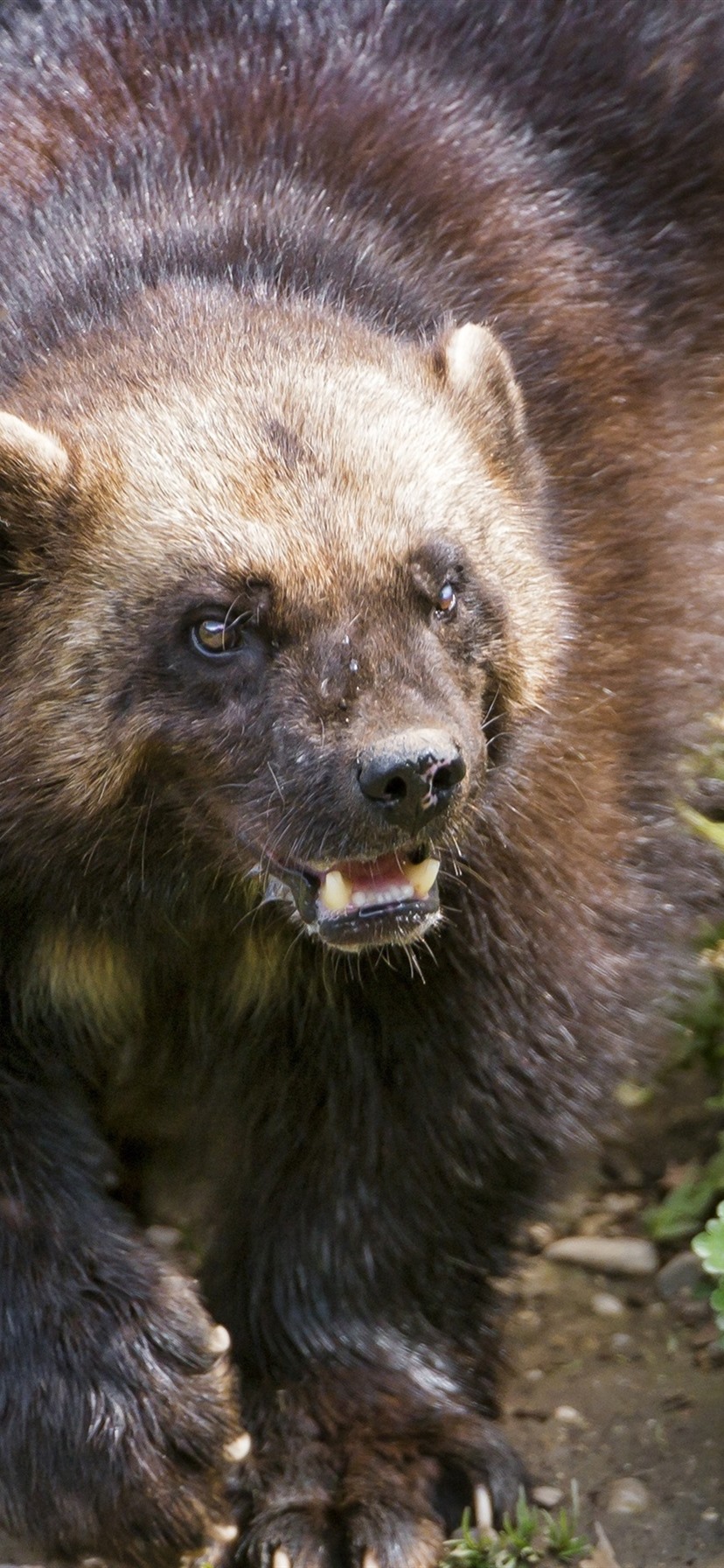 Wolverine Animal Wallpapers