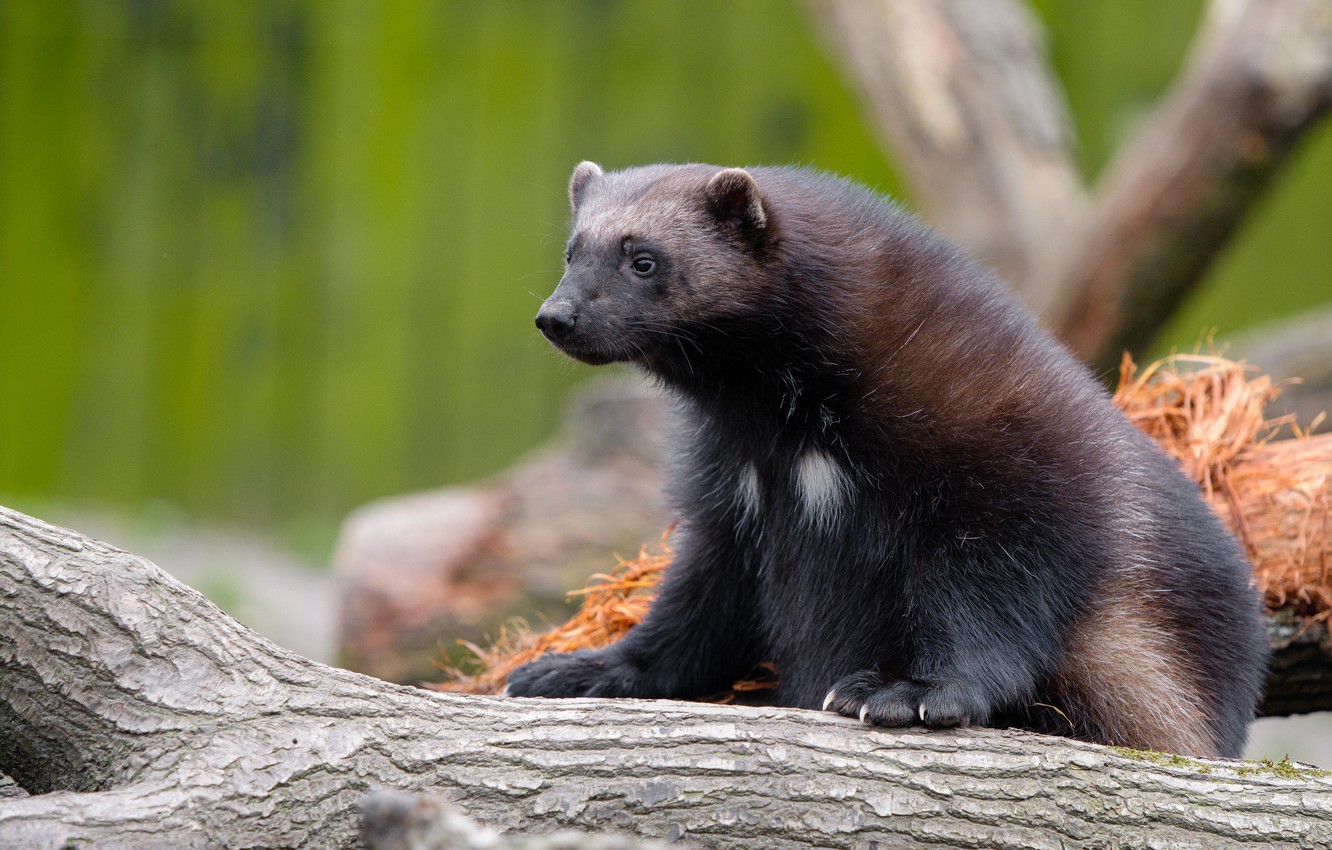 Wolverine Animal Wallpapers