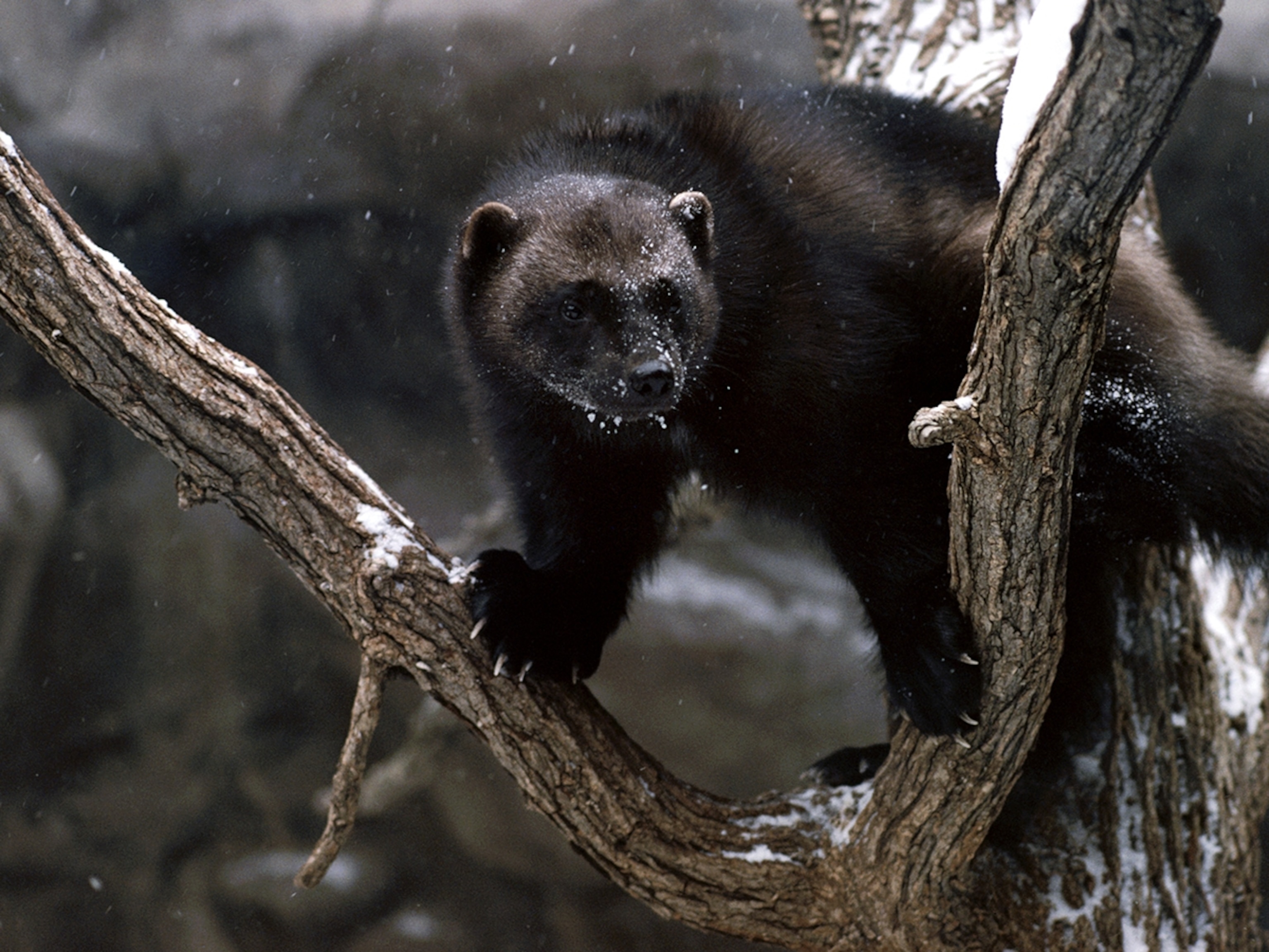 Wolverine Animal Wallpapers