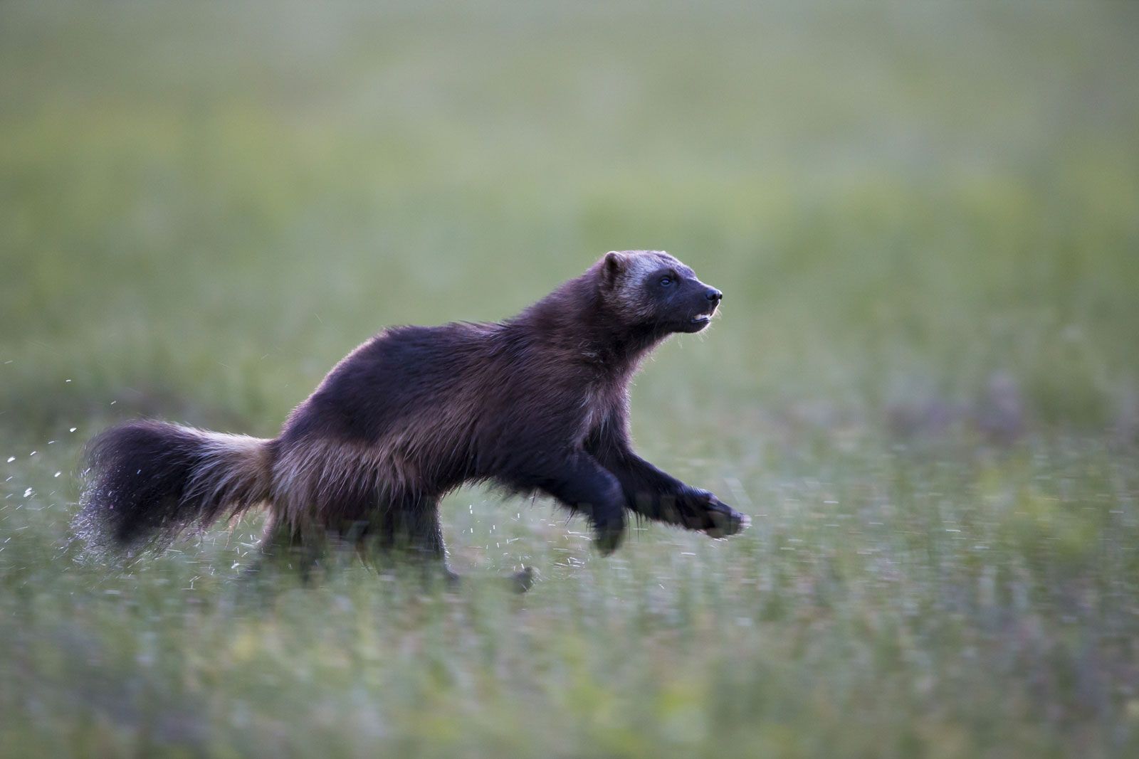 Wolverine Animal Wallpapers