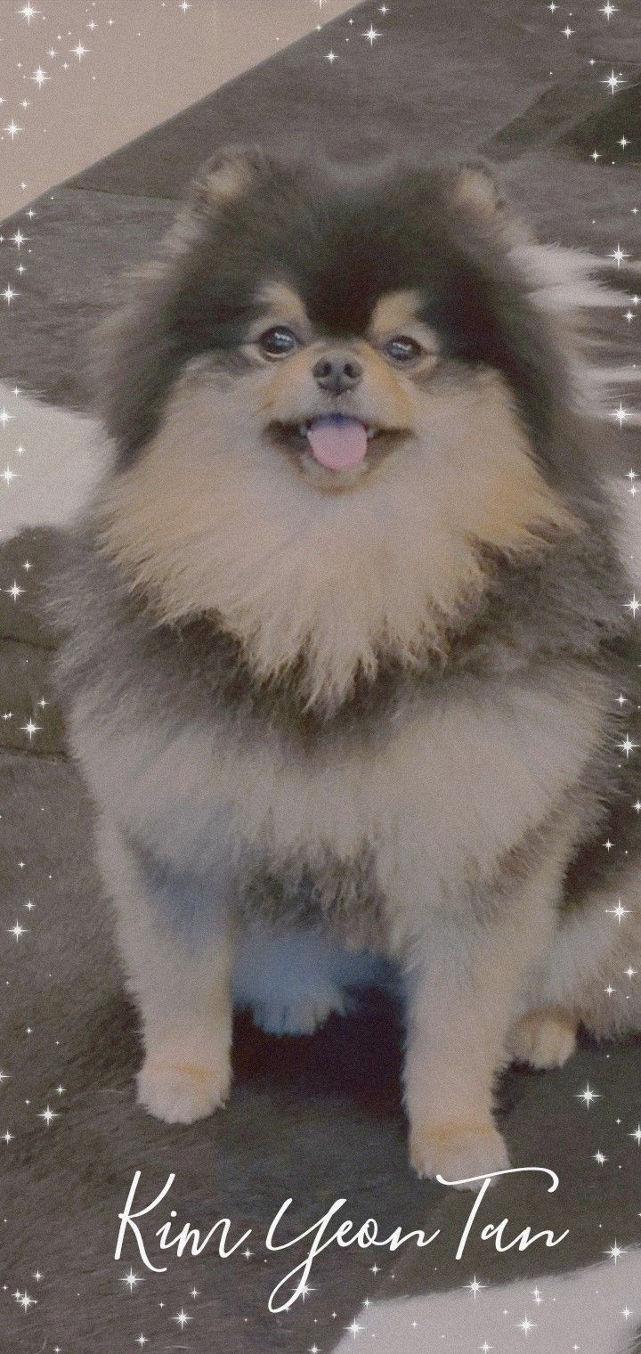 Yeontan Wallpapers