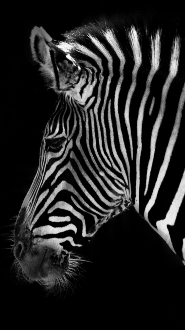 Zebra For Phone Wallpapers