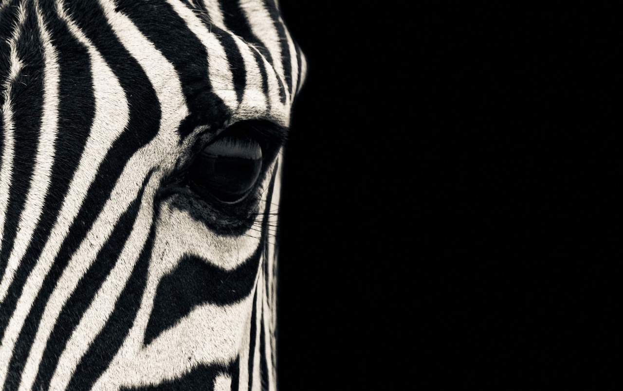 Zebra For Phone Wallpapers