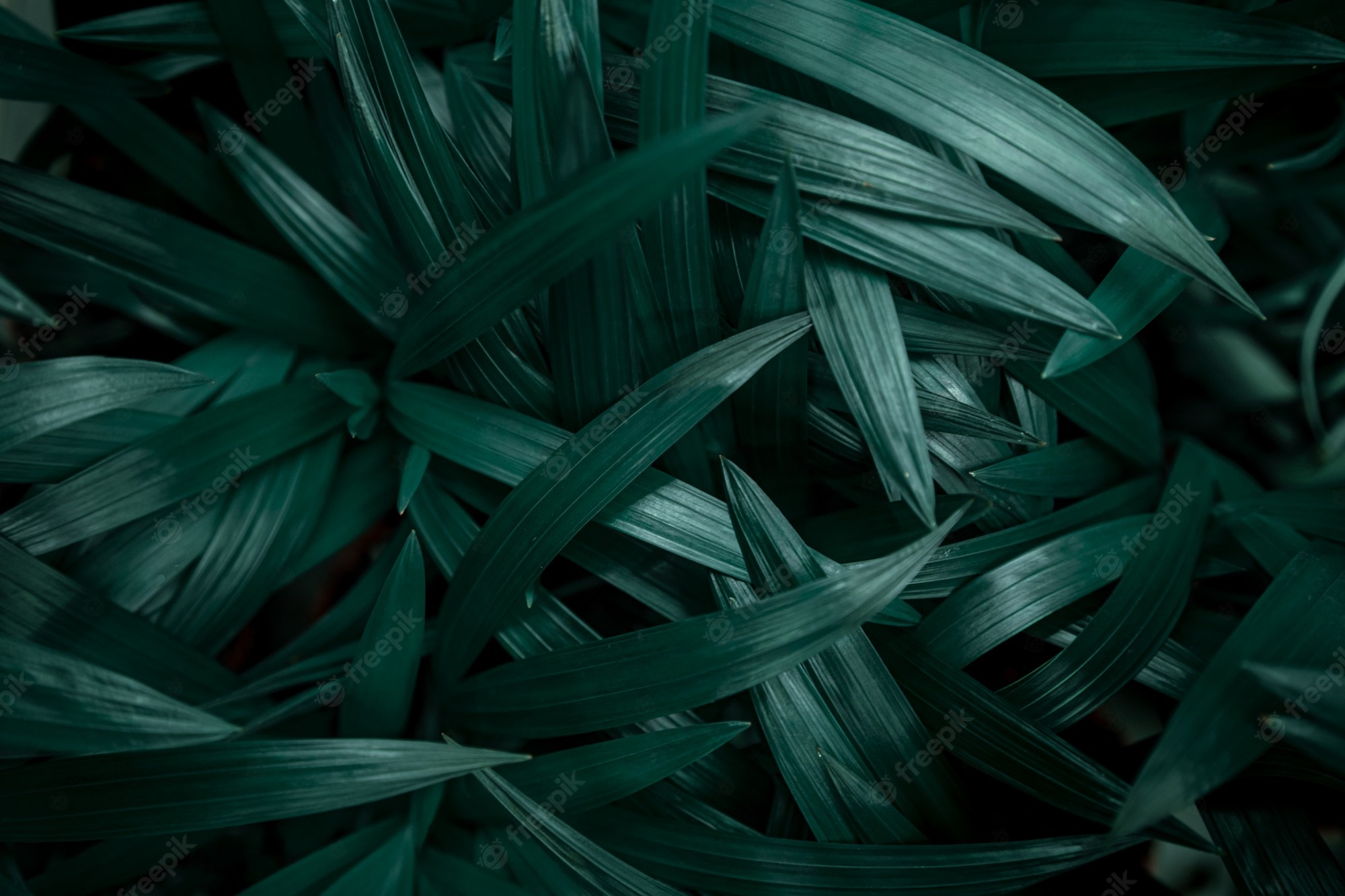 Dark Green Texture Background