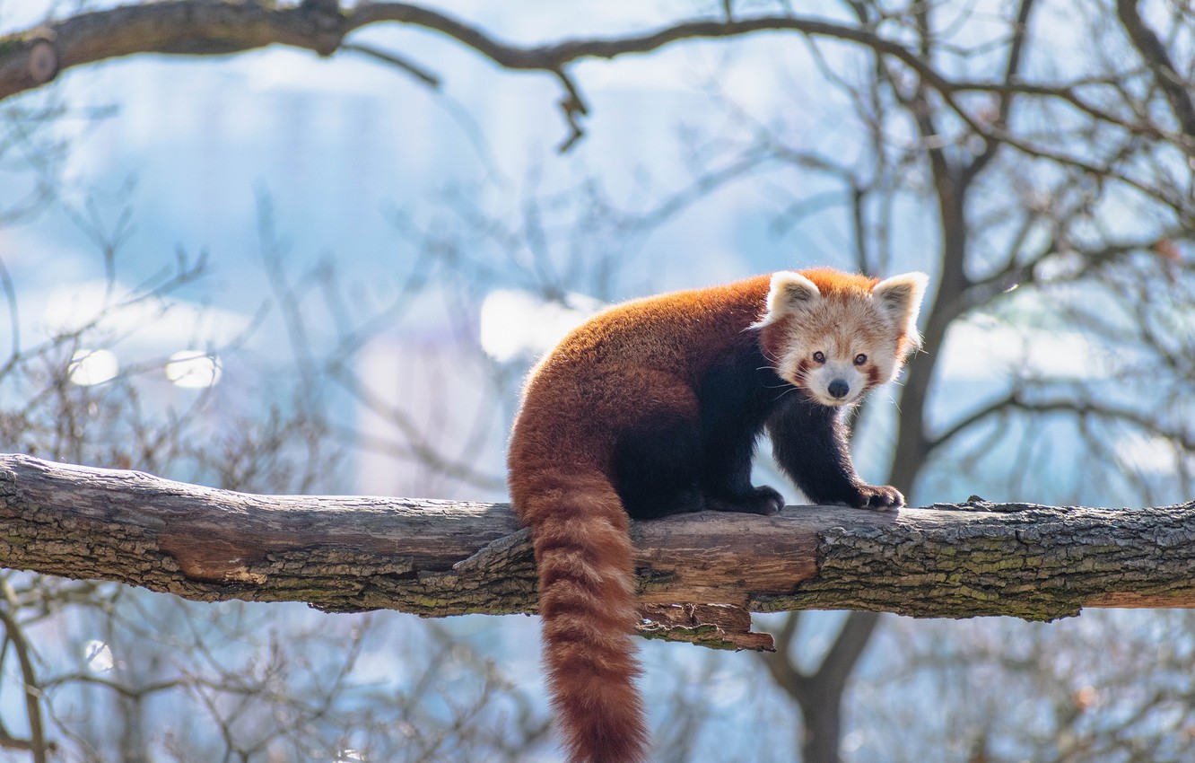 Red Panda Background