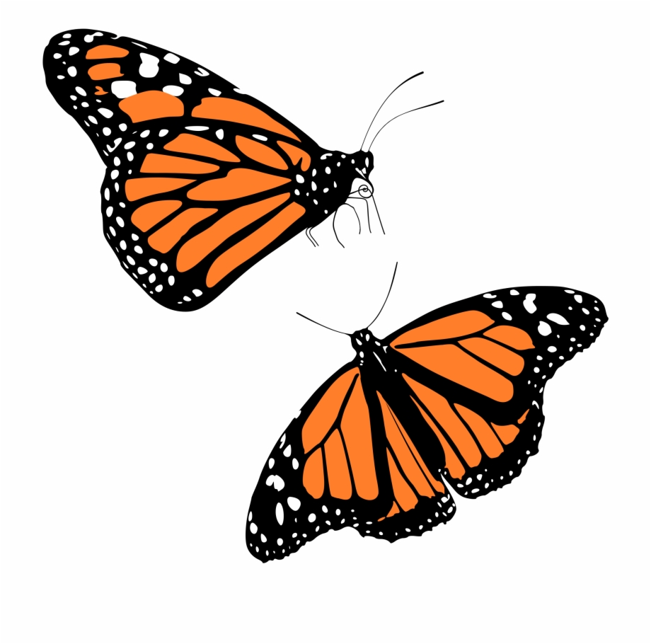 Aesthetic Butterfly Transparent Background