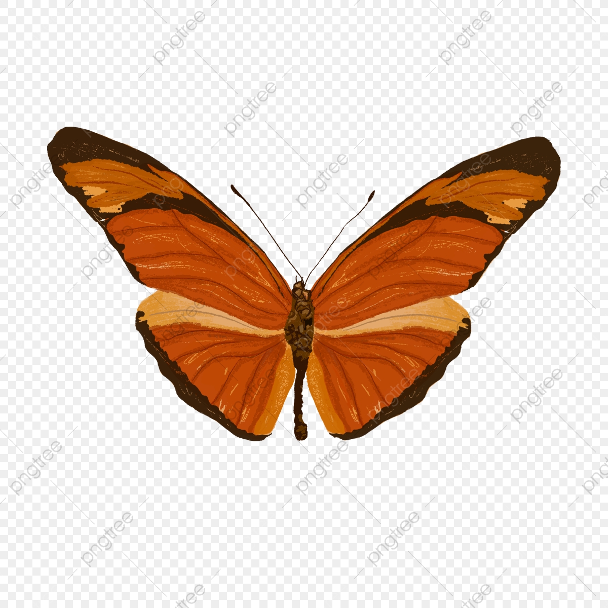 Aesthetic Butterfly Transparent Background