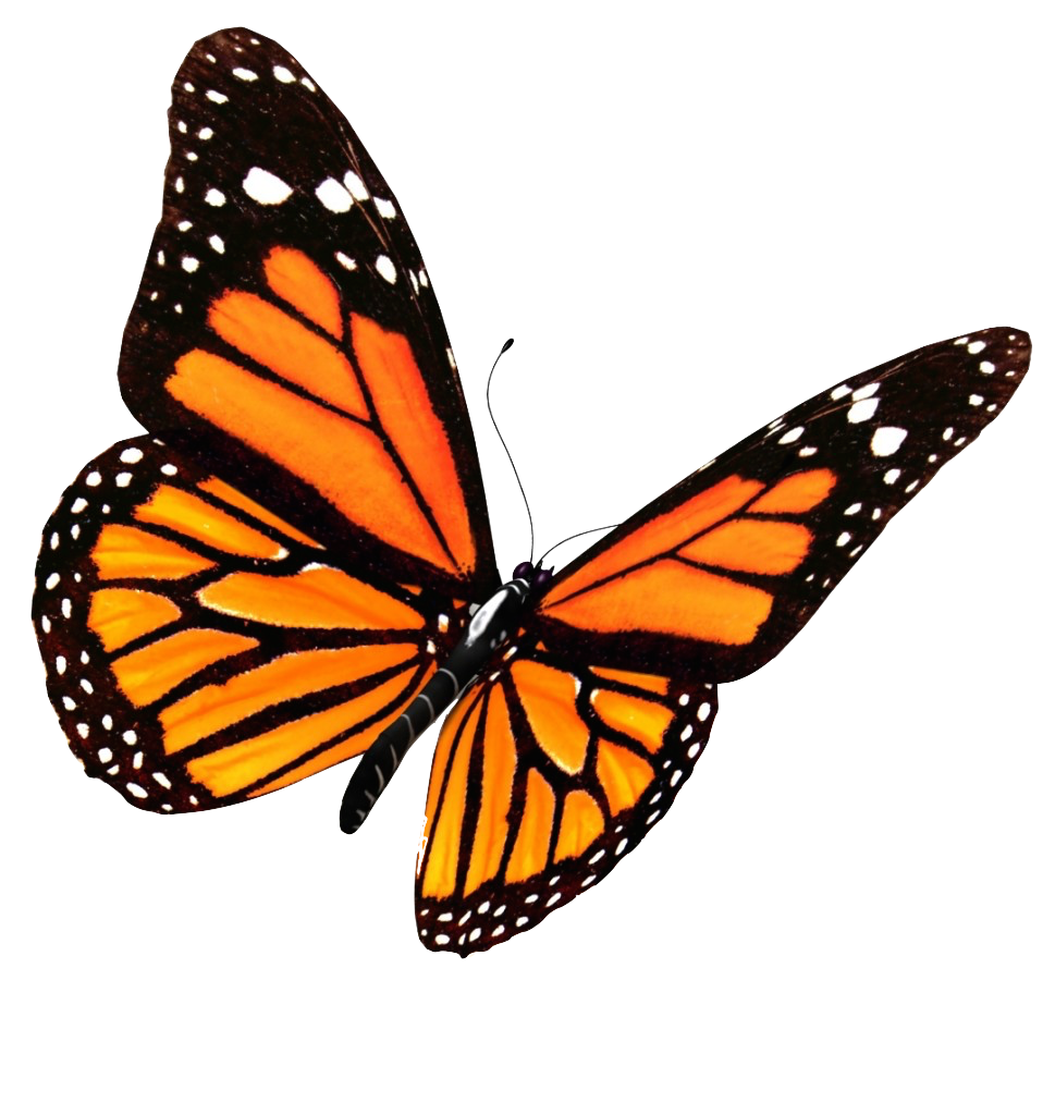 Aesthetic Butterfly Transparent Background