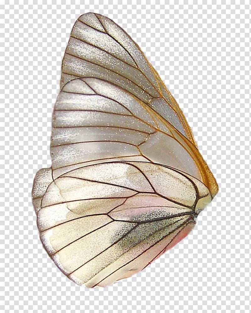 Aesthetic Butterfly Transparent Background