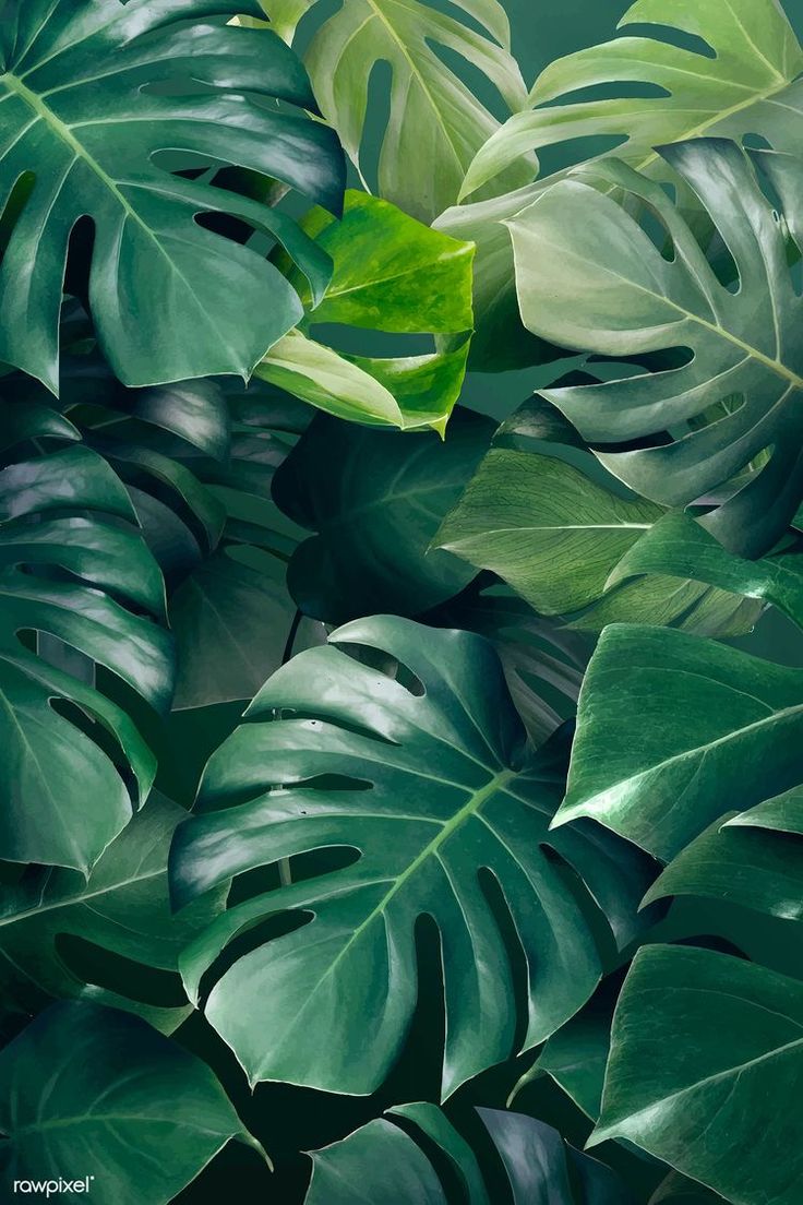 Aesthetic Leaf Background