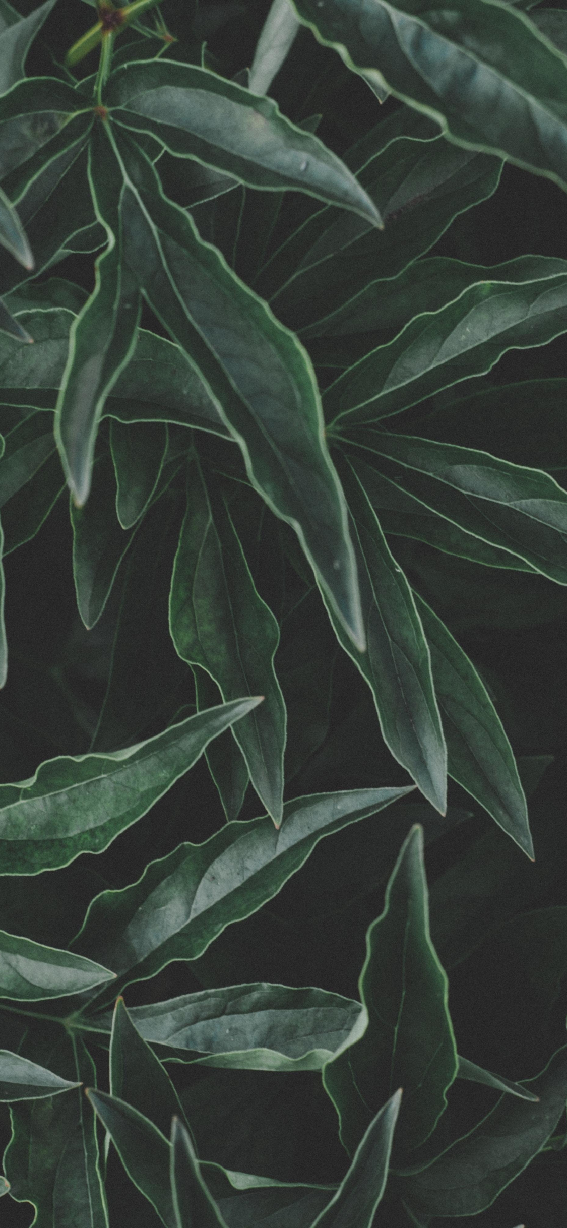 Aesthetic Leaf Background