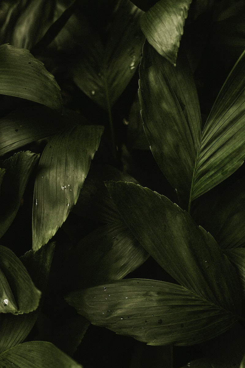 Aesthetic Leaf Background