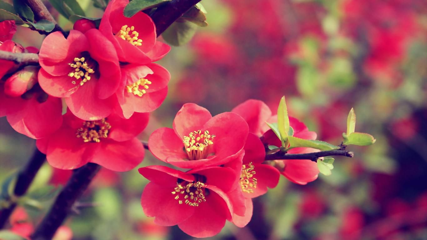 Beautiful Real Flowers Background